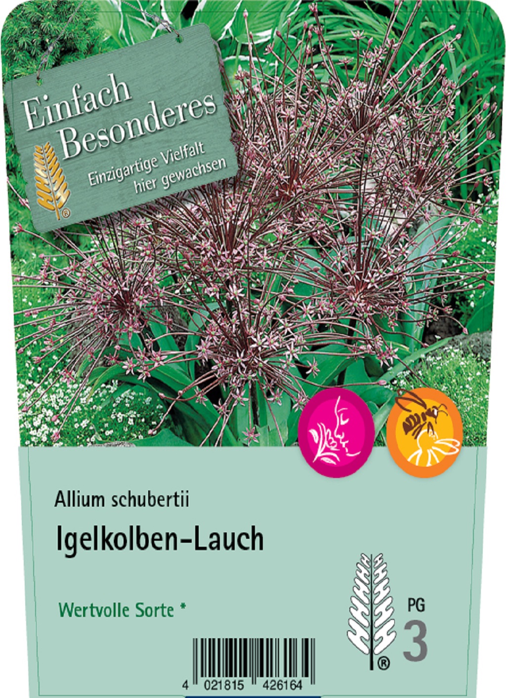 Igelkolben-Lauch - Allium schubertii, C2