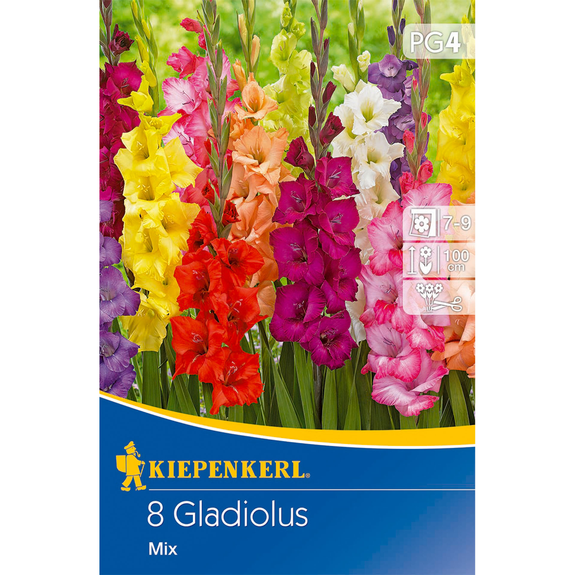 Großblumige Gladiole Holländische Mischung, Blumenzwiebeln Blume, Pflanze, Gladiole