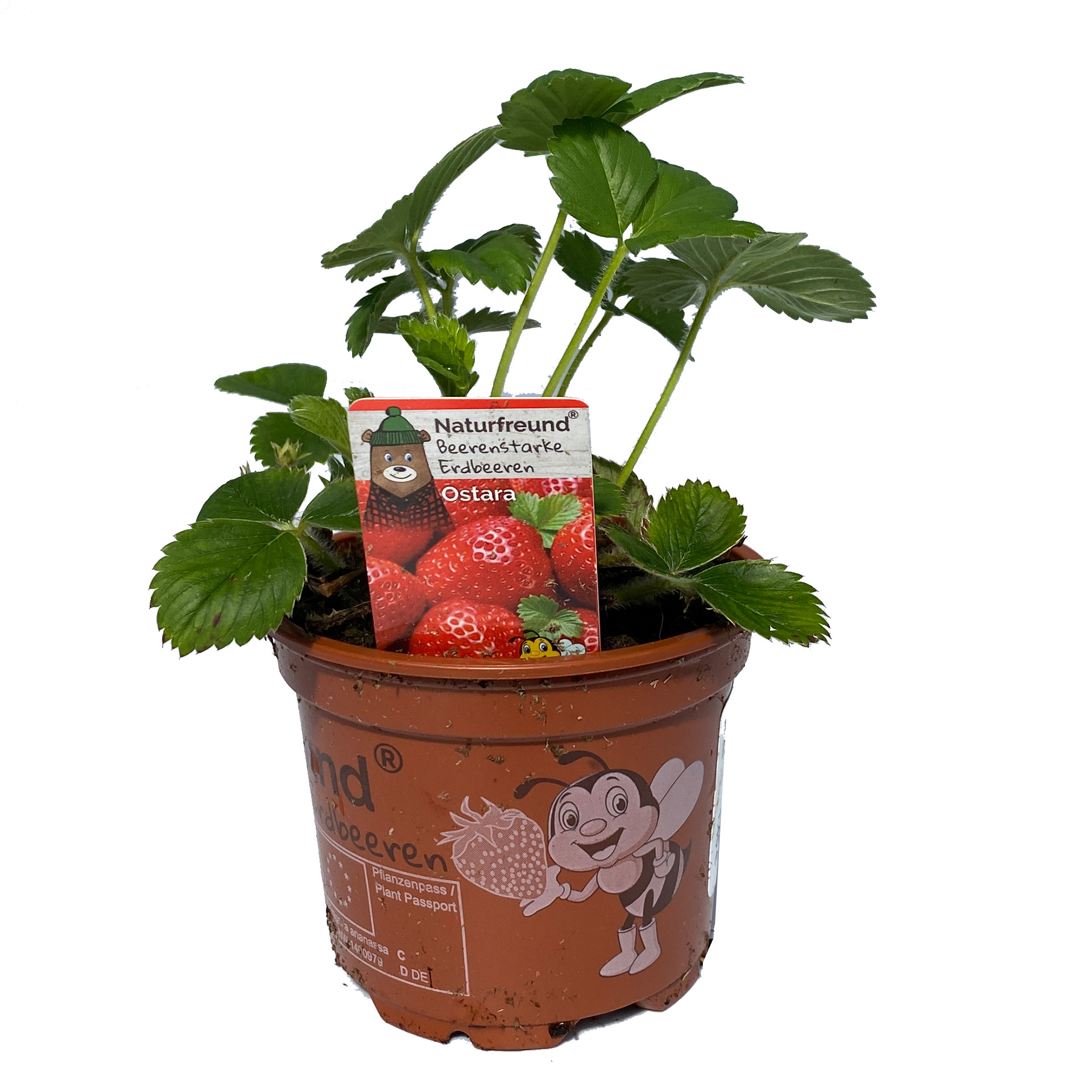 Erdbeerpflanze Ostarana Erdbeere Erdbeersorte