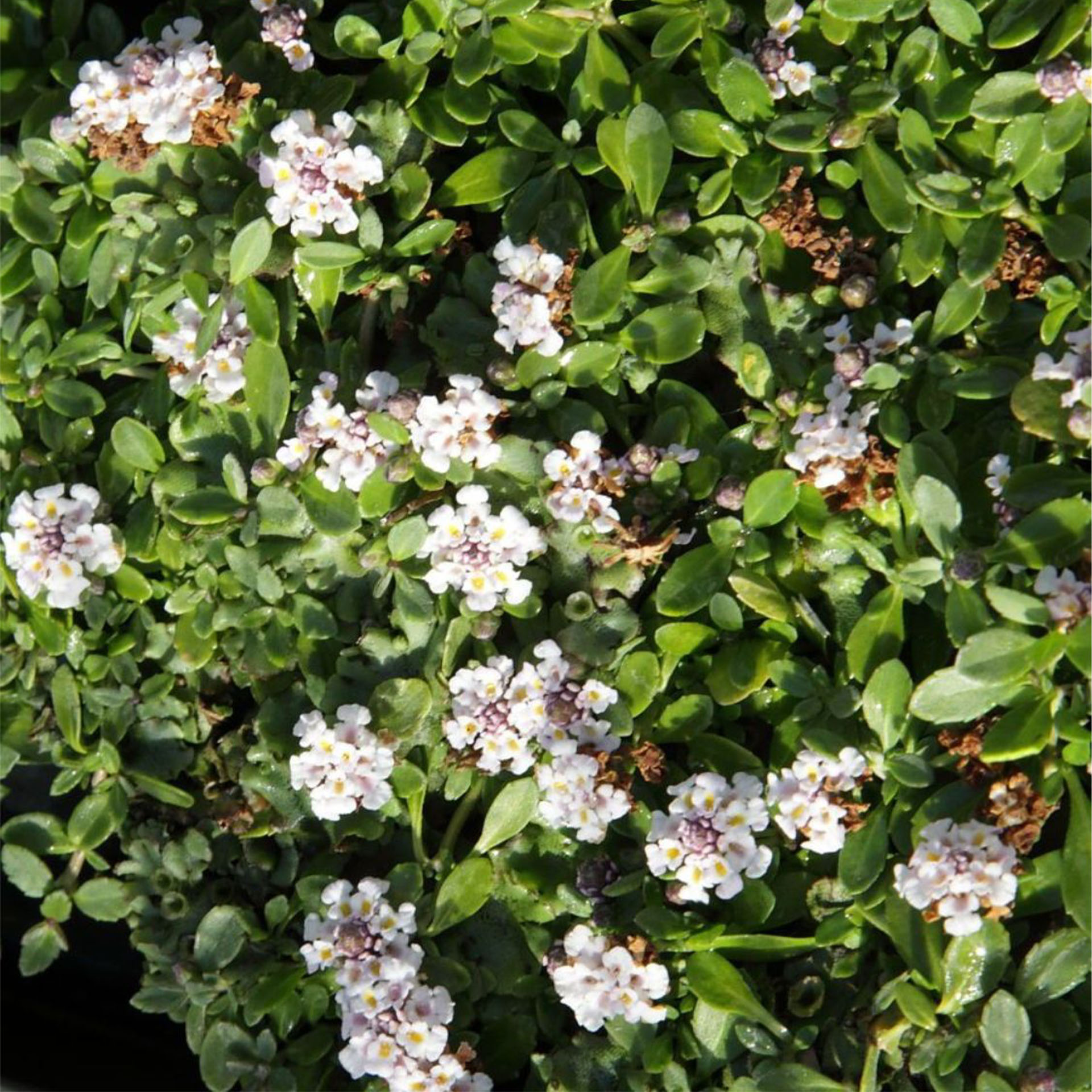 Blume, Blütenblatt, Pflanze, Kräuterig, Blatt