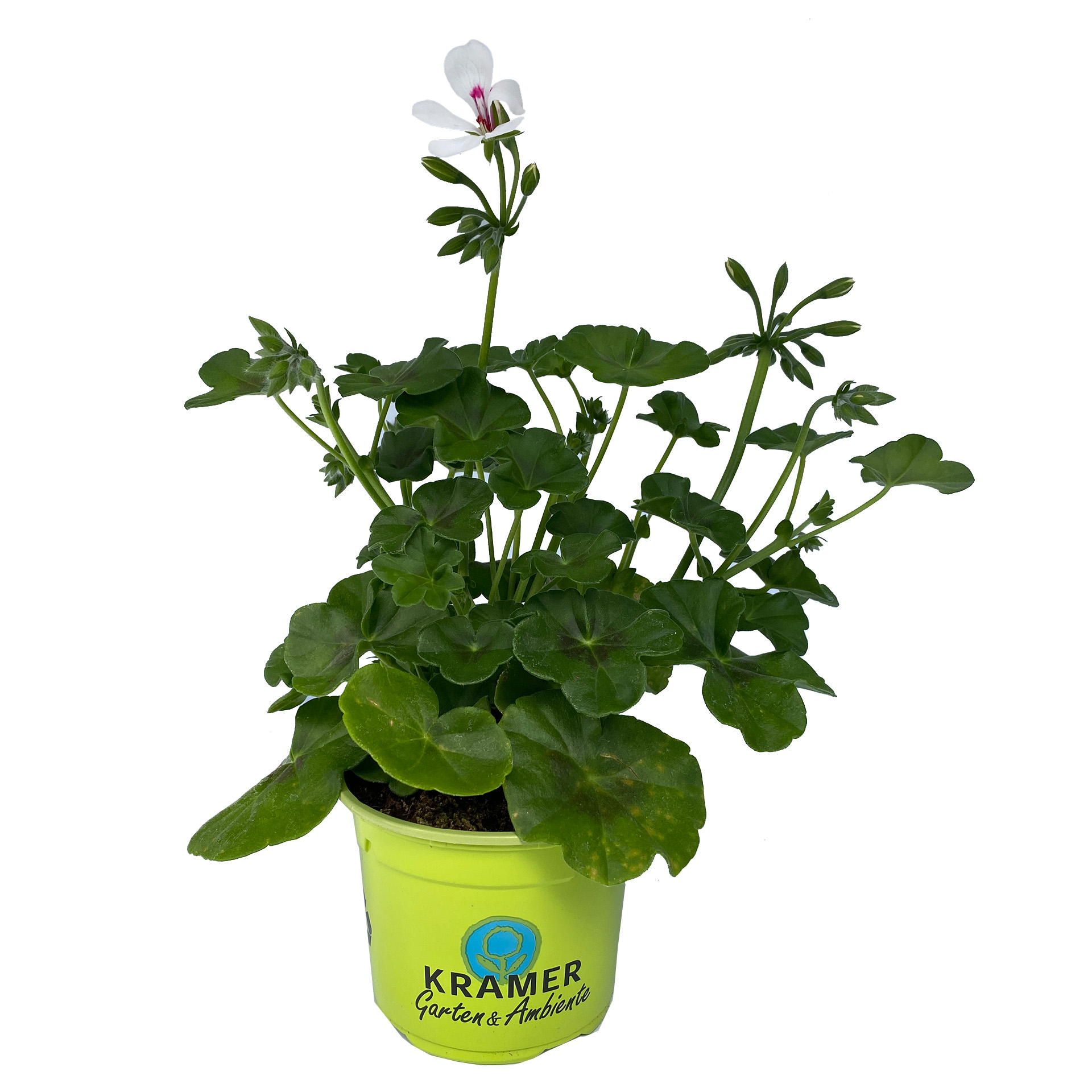 Geranie hängend 'Rainbow White' - Pelargonium peltatum, 12cm Topf Geranie hängend 'Rainbow White' - Pelargonium peltatum, 12cm Topf