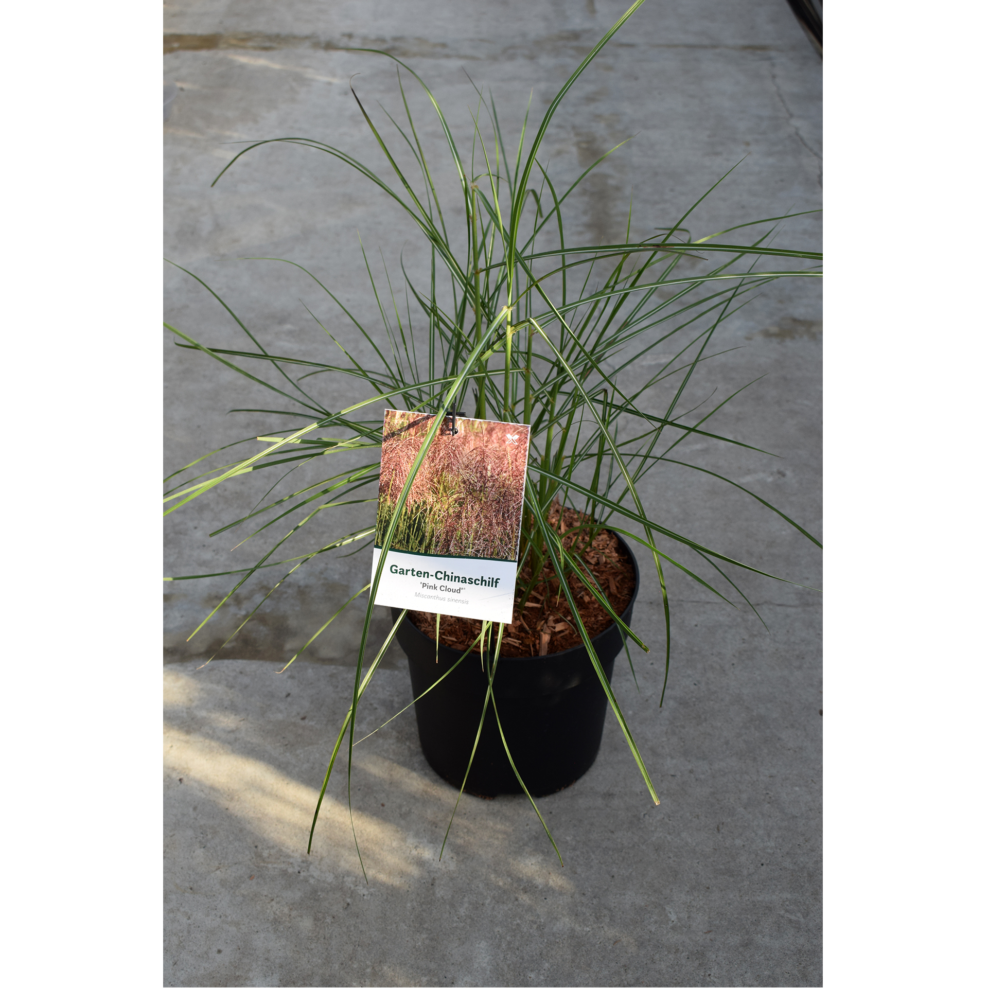 Chinaschilf - Miscanthus sinensis 'Pink Cloud' , C6 Chinaschilf - Miscanthus sinensis 'Pink Cloud' , C6