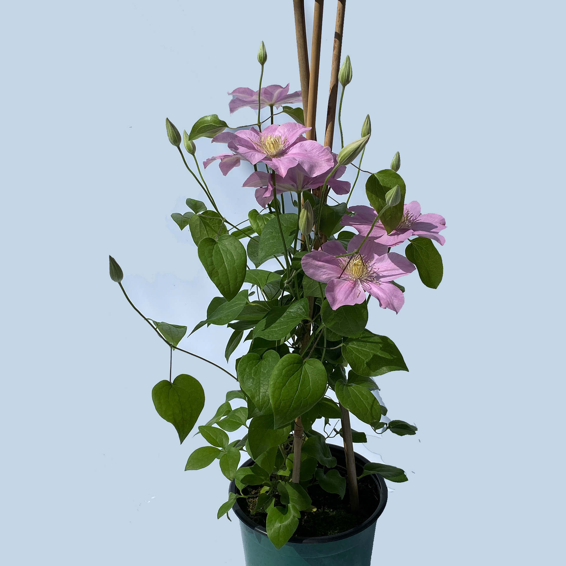 Clematis / Waldrebe 'Pompeii' rosa, 19cm Topf