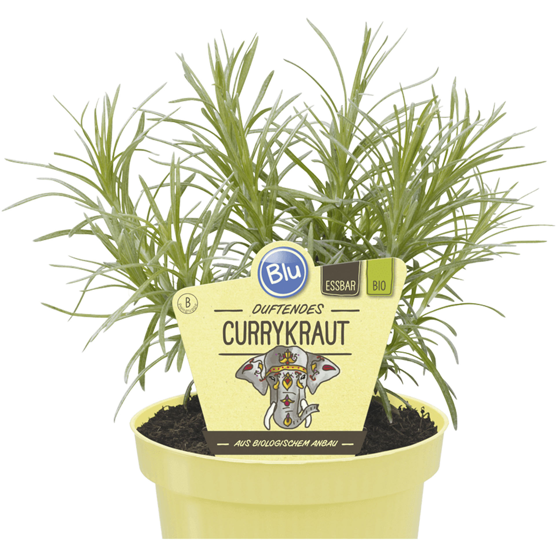 Duftendes BIO Currykraut Currykraut im Pflanztopf mit Pflanzenstecker