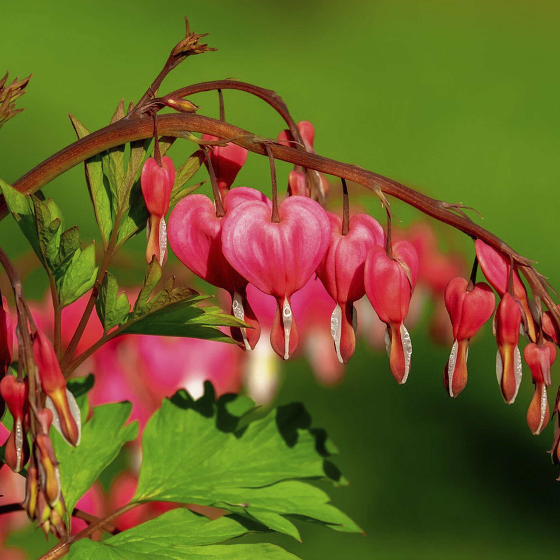 Rispe mit rot blühenden Zweigen