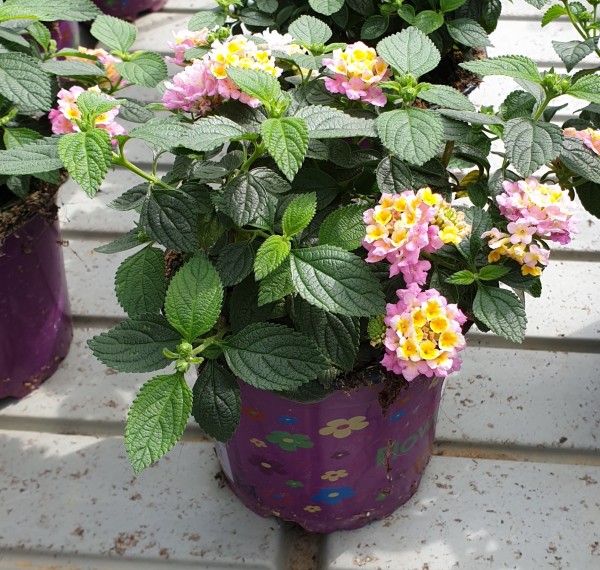 Lantana Wandelröschen violett