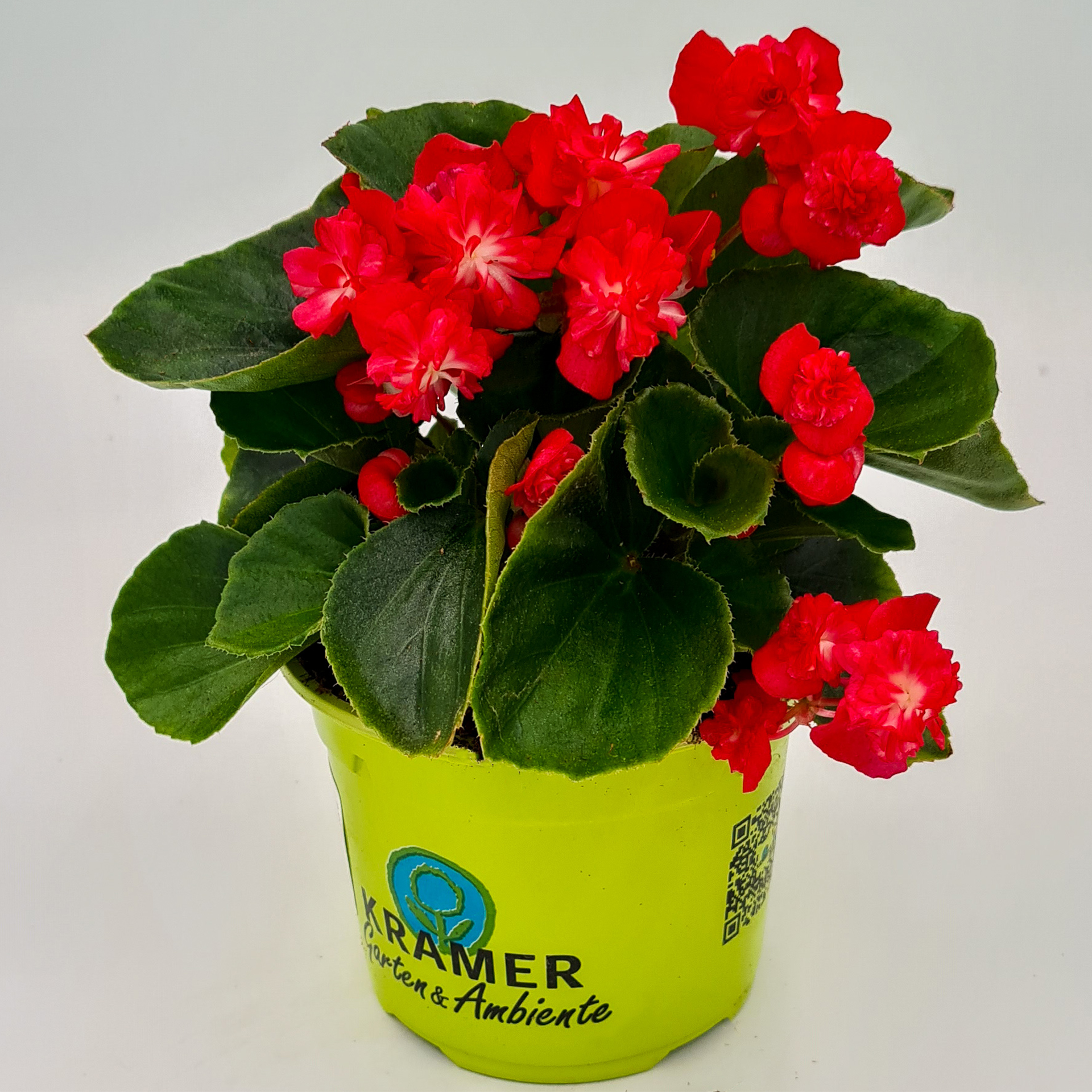 Eisbegonie gefüllt - Begonia x semperflorens 'Doublet® Red', 12cm Topf Eisbegonie gefüllt - Begonia x semperflorens 'Doublet® Red', 12cm Topf