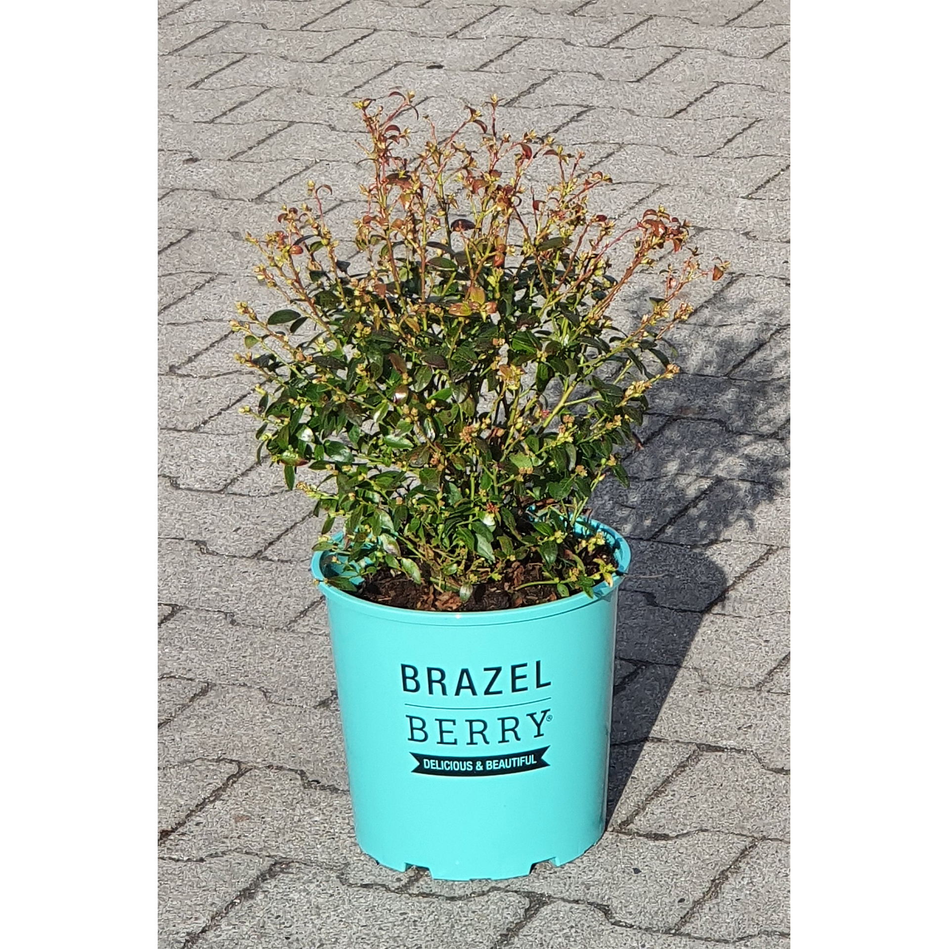 Heidelbeere BrazelBerry Berry Bux  Beerenobst hohe Erträge