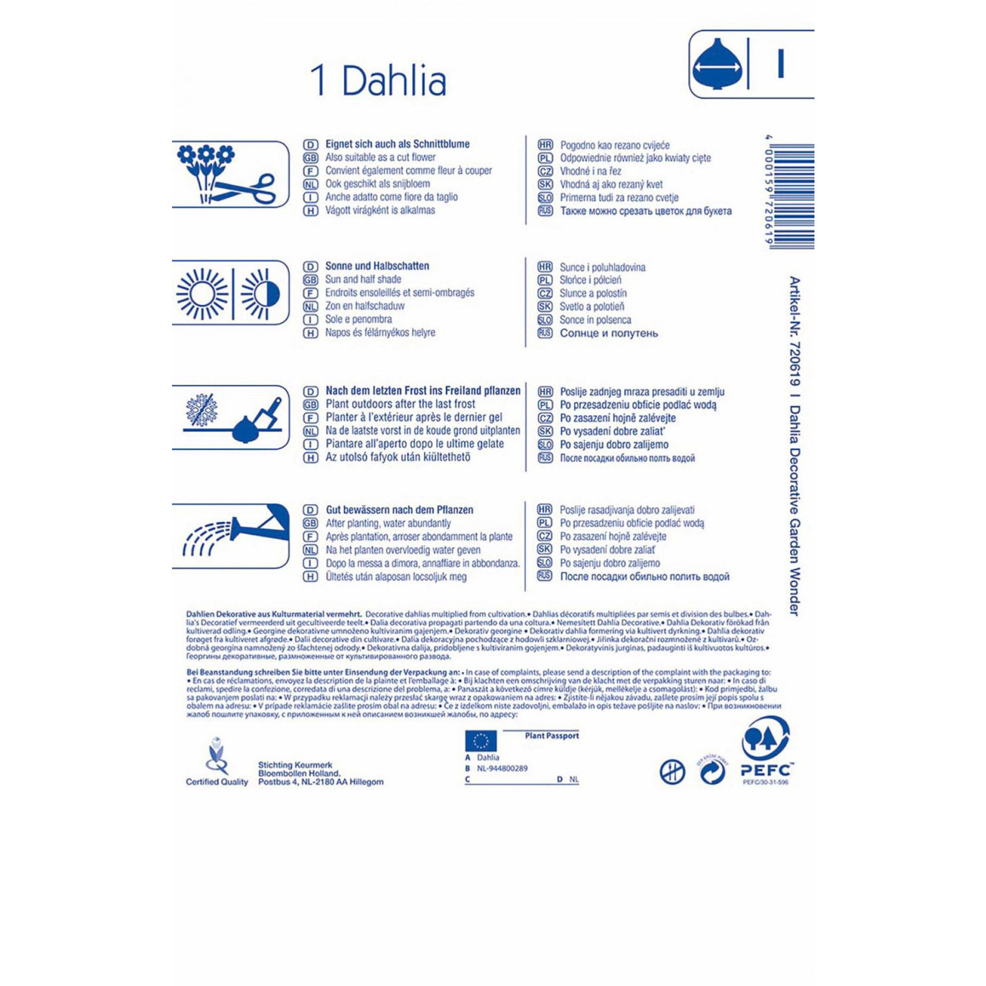 Blumenzwiebeln Dekodahlie  Blumenbeet Blumengarten Kübelbepflanzung Beetbepflanzung