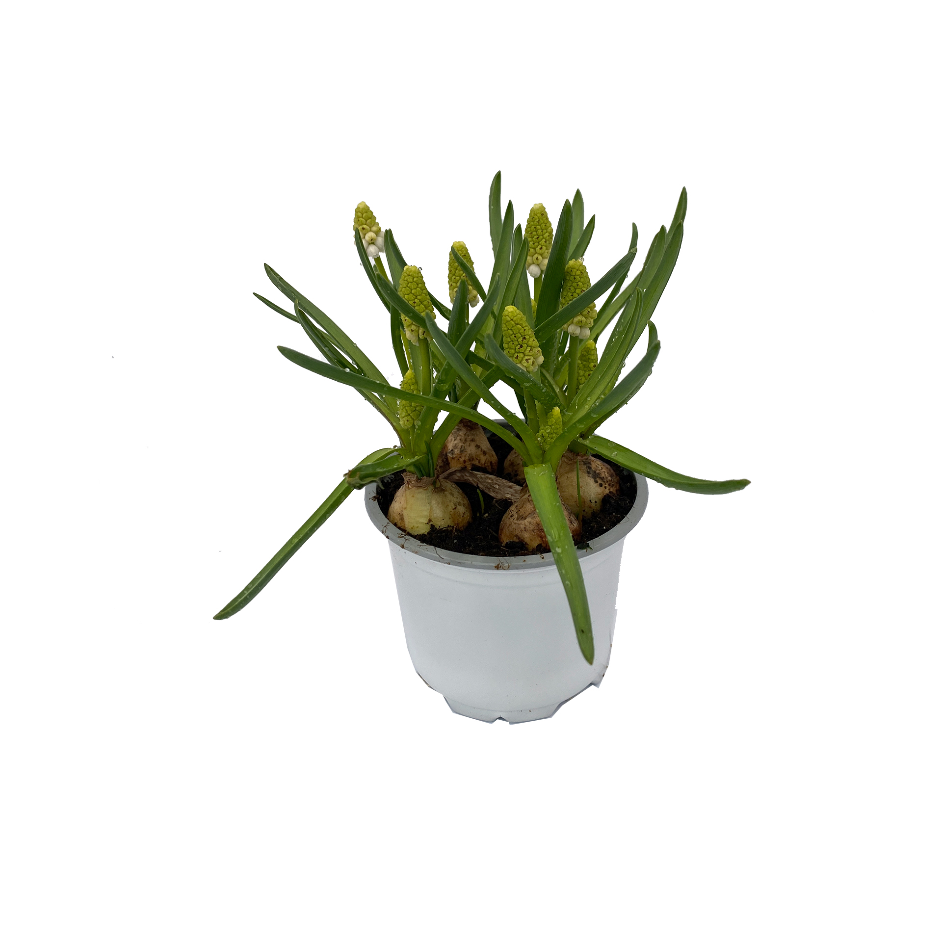 Traubenhyazinthe - Muscari armeniaca, weiß, 9cm Topf Traubenhyazinthe - Muscari armeniaca, weiß, 9cm Topf