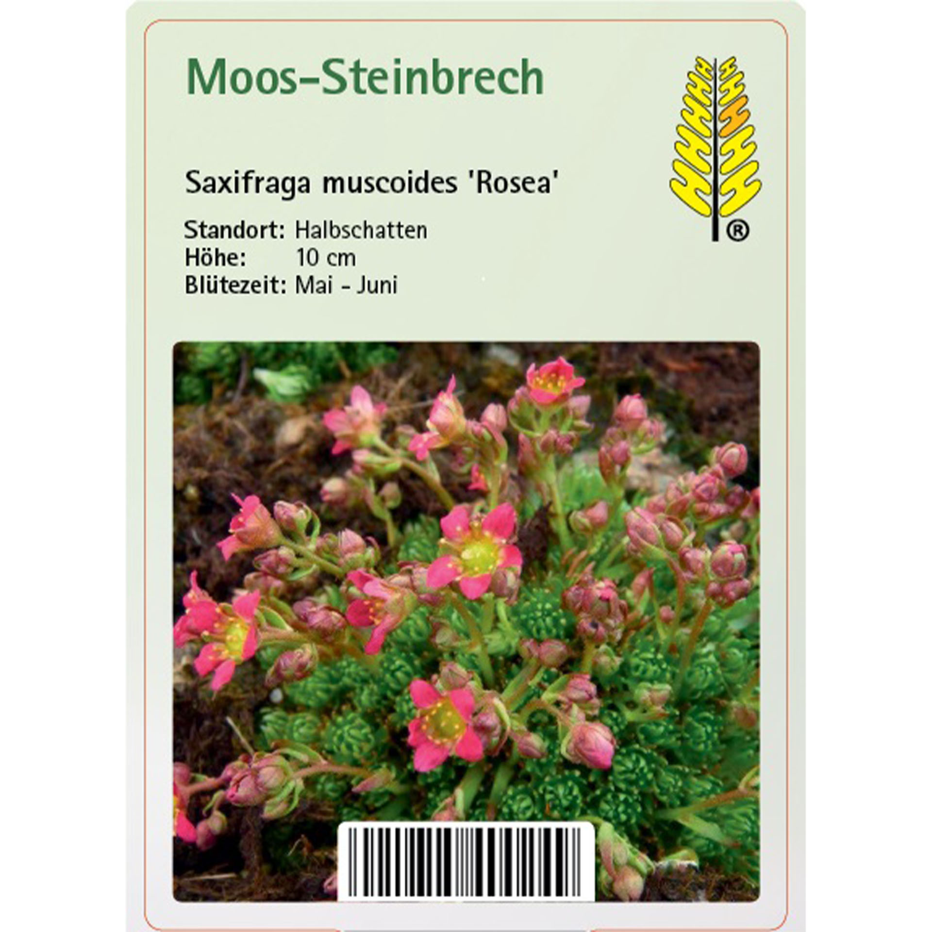Moos-Steinbrech - Saxifraga muscoides 'Rosea' Moos, Pflanze, Kräuterig, Blütenblatt, Pflanzenwuchs