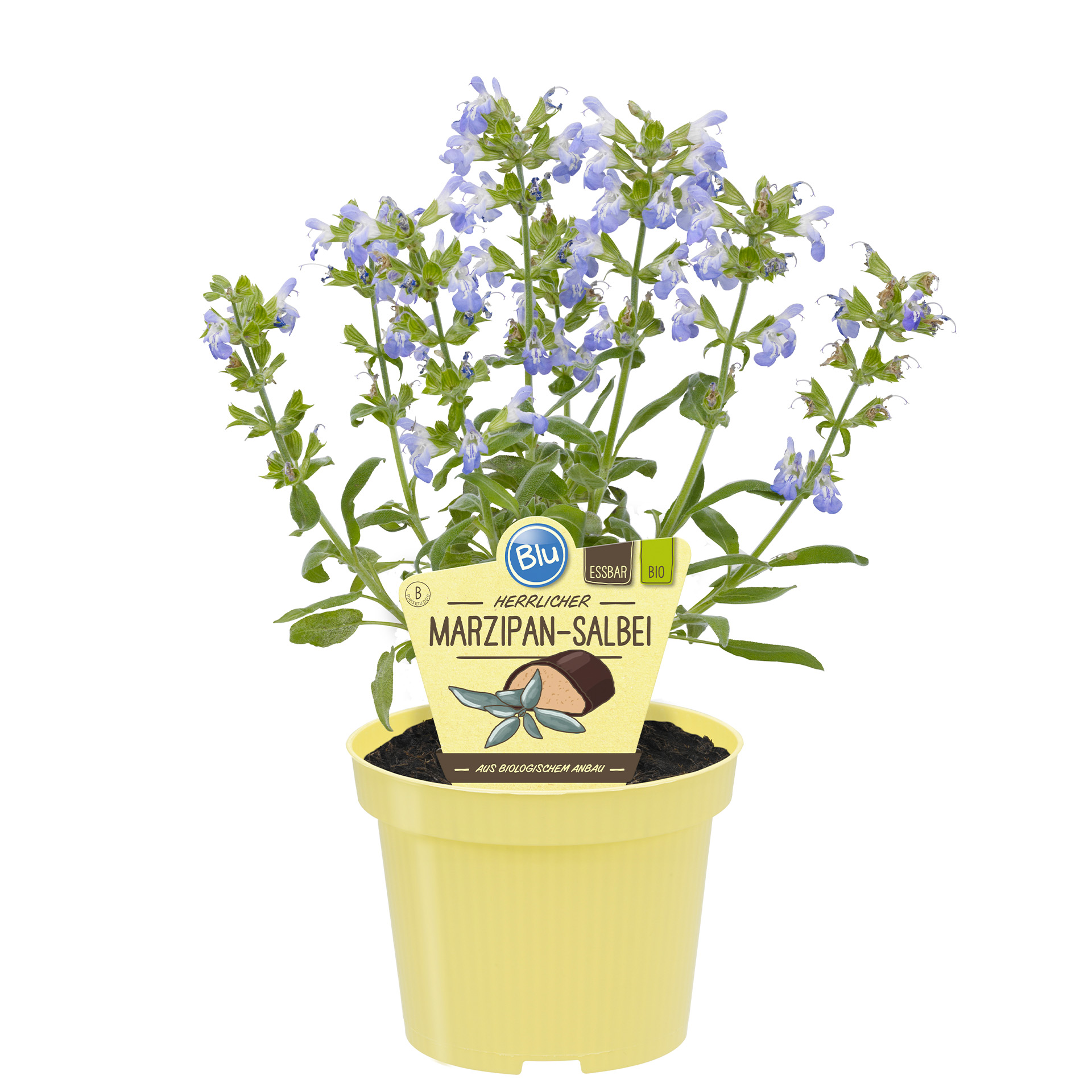 Hortensien-Lavendel?, Marzipan-Salbei, Salbei, Lavendel, Topfpflanze