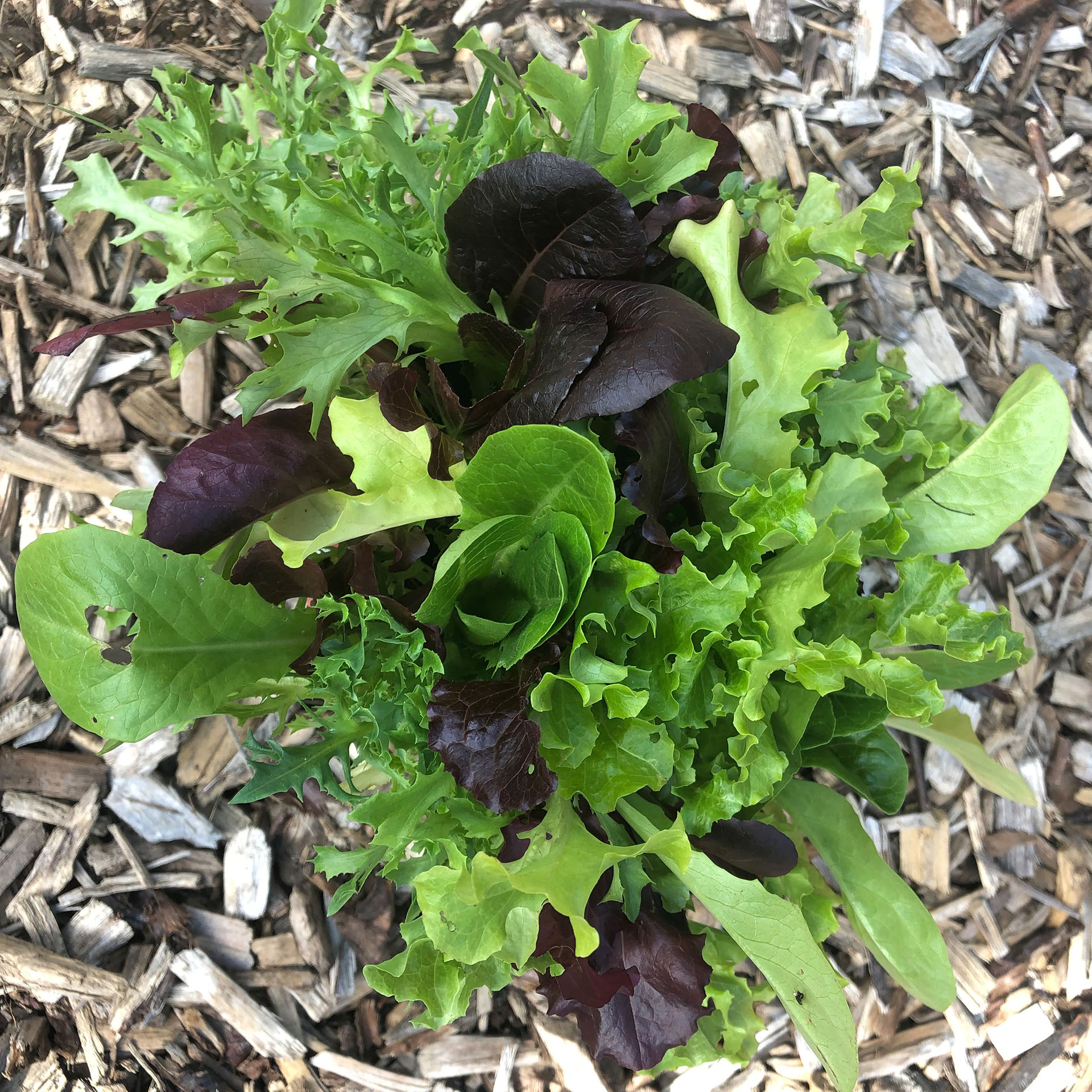Bio Salat Mischung wächst immer wieder nach Gemüsegarten