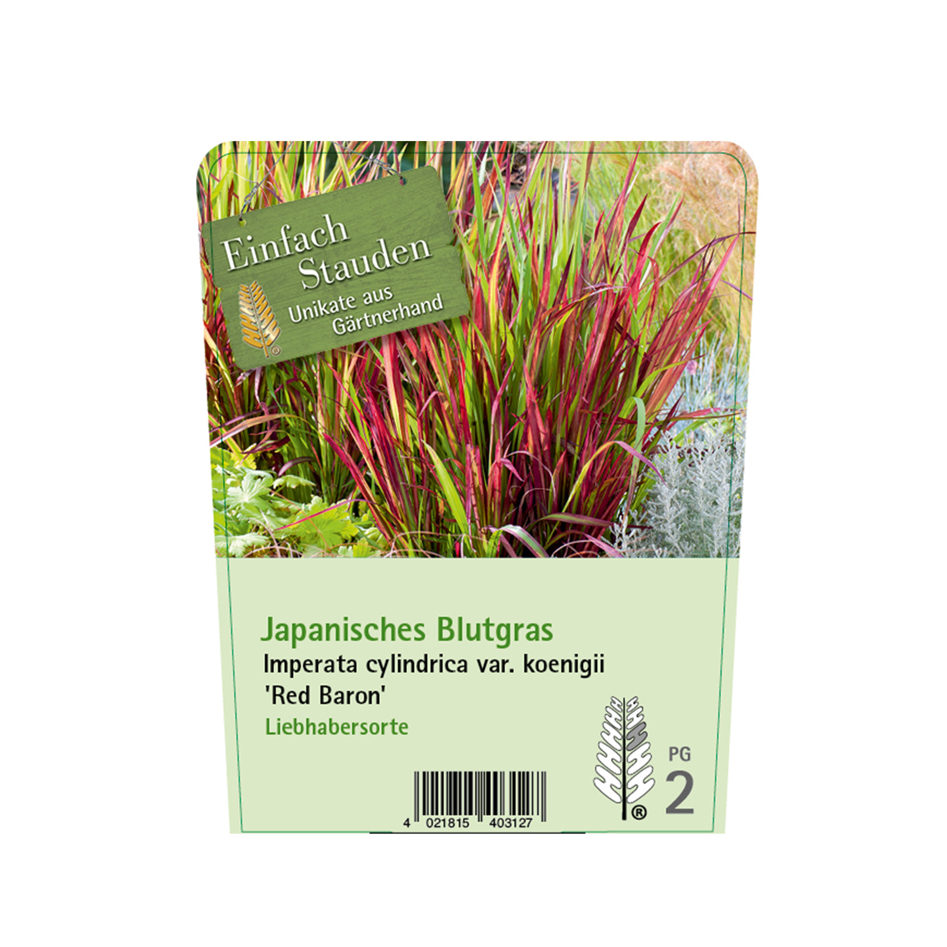 Japanisches Blutgras - Imperata cylindrica var. koenigii 'Red Baron', C2 Japanisches Blutgras - Imperata cylindrica var. koenigii 'Red Baron', C2