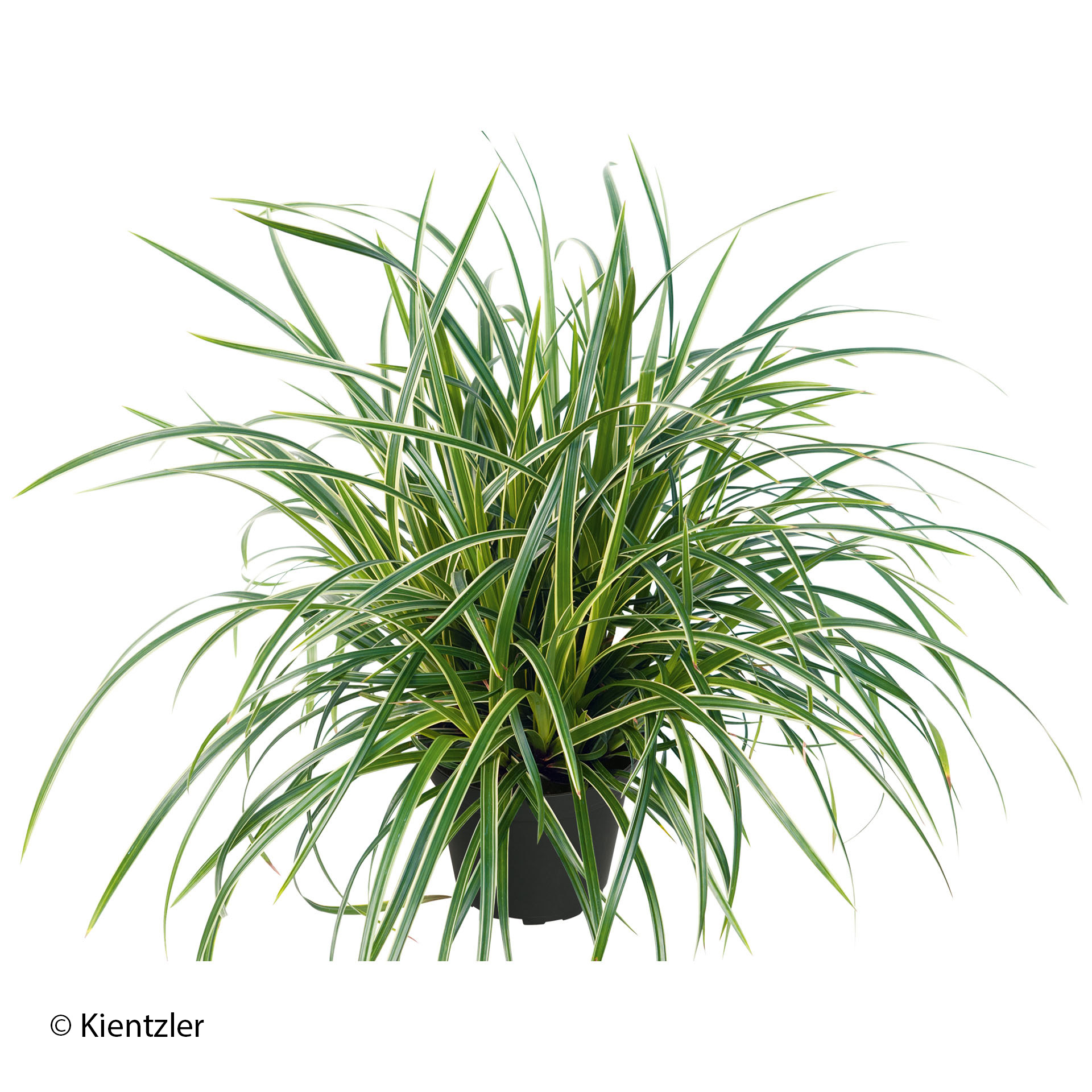 Segge im Topf, Pflanze, Pflanze im Topf, Vegetation, Gras, Pflanze, Pflanze im Topf, Gras, Bewuchs, Baum