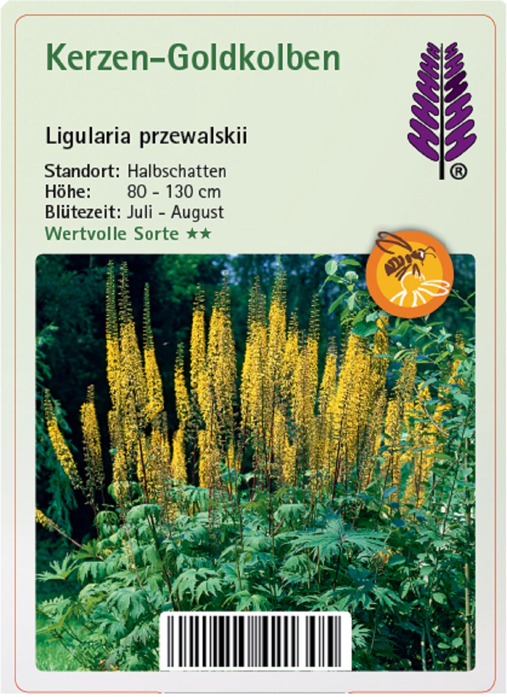 Kerzen-Goldkolben - Ligularia przewalskii, 11cm Topf Kerzen-Goldkolben - Ligularia przewalskii, 11cm Topf