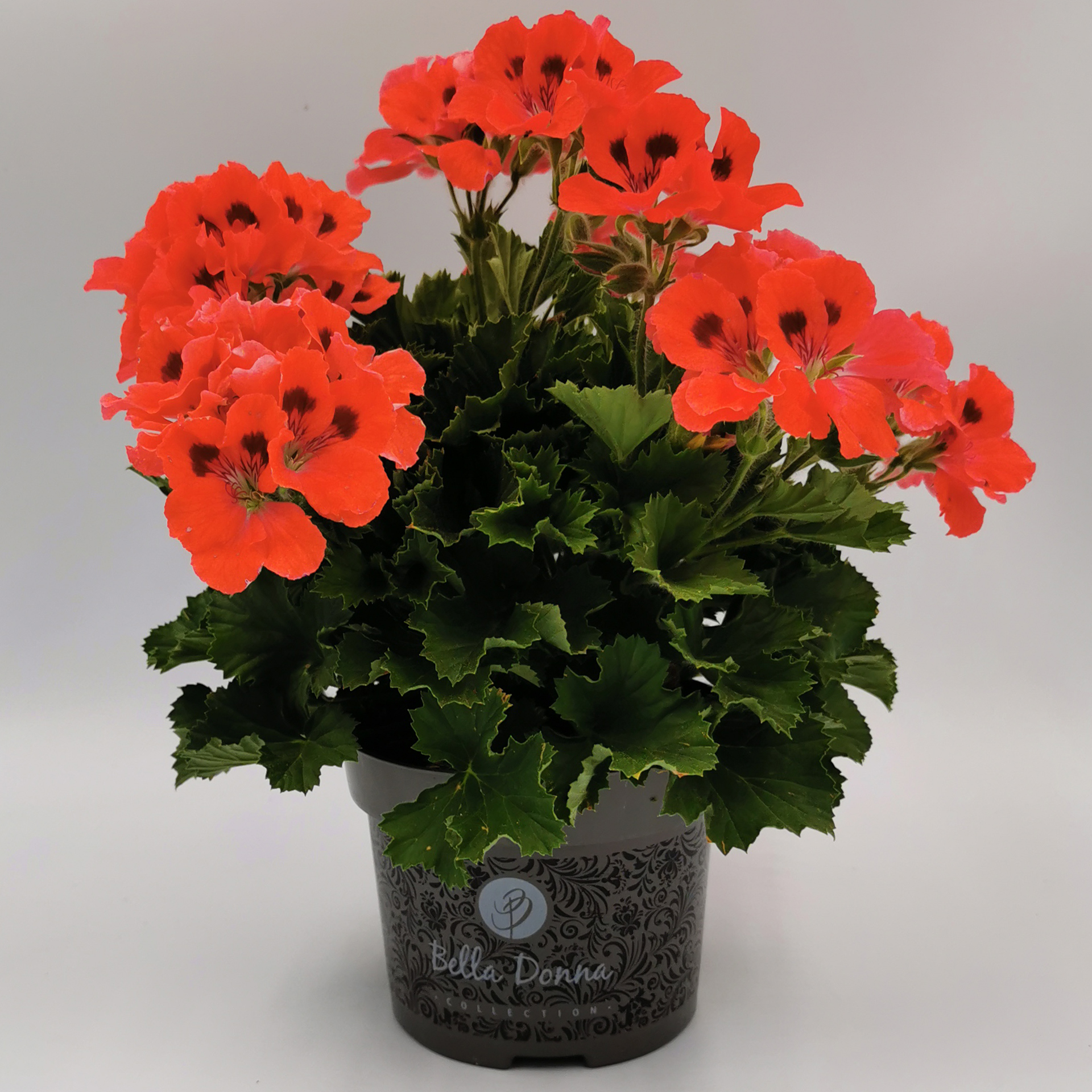 Edelgeranie orange Edelgeranie orange