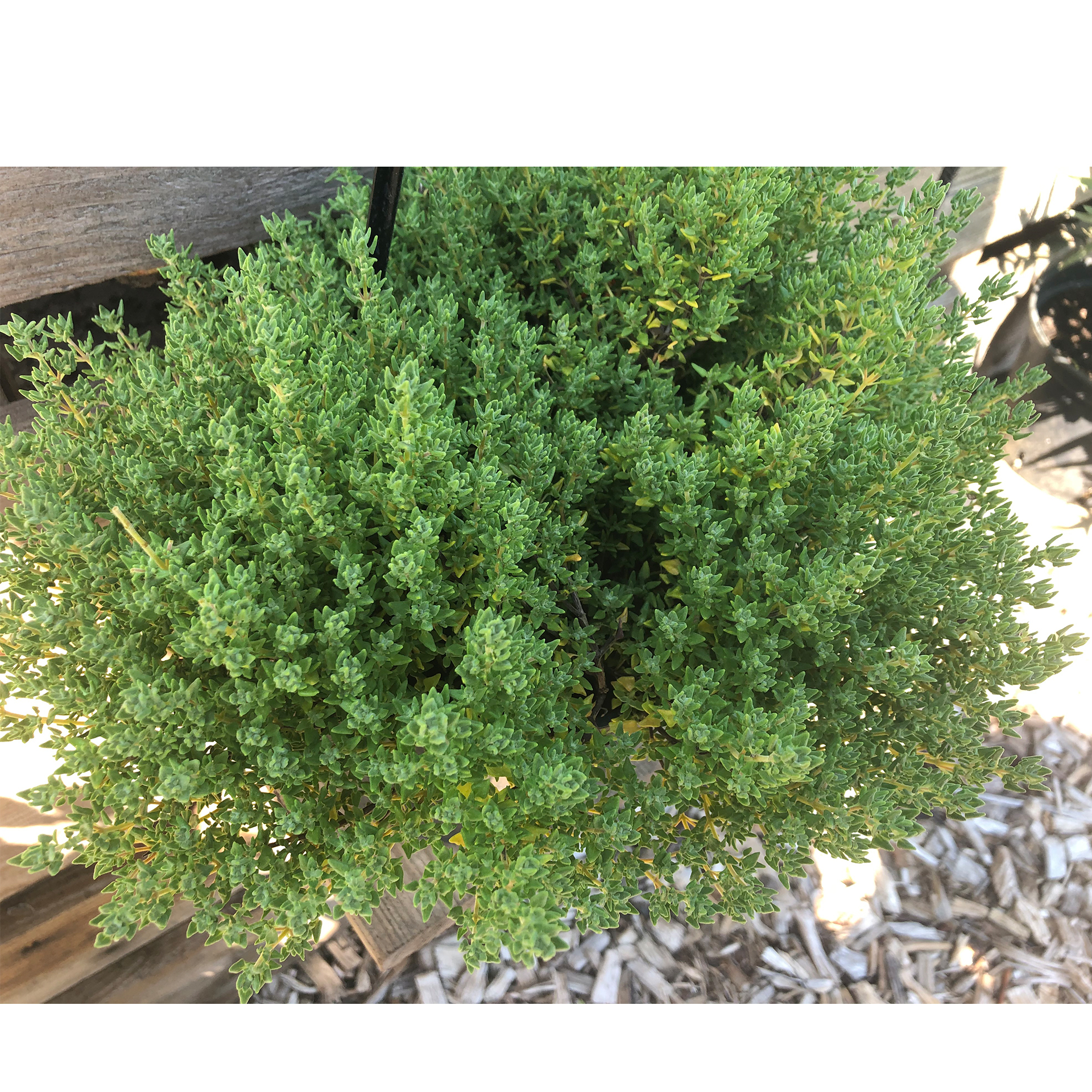 BIO Rosen-Thymian Thymianpflanze