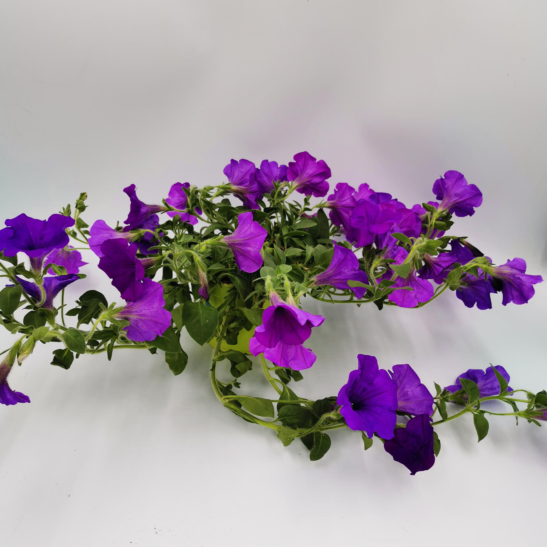 Petunie - Petunia Surfinia 'Violet', 12cm Topf Petunie - Petunia Surfinia 'Violet', 12cm Topf