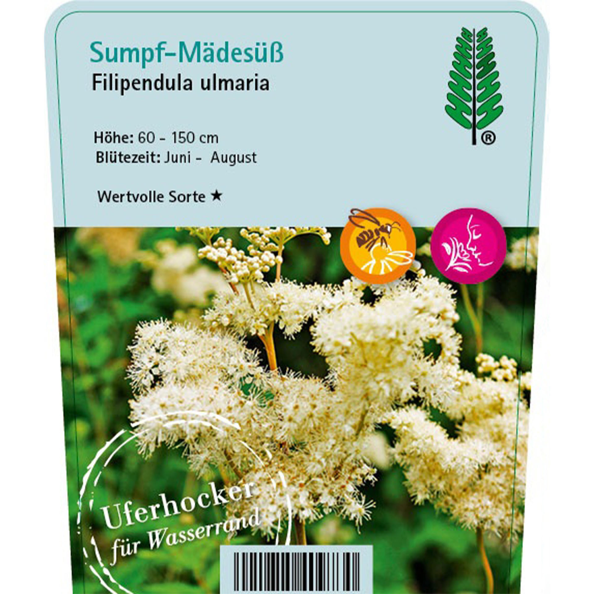Sumpf-Mädesüß pflanzenstecker mit kurzbeschreibung und Foto der staudeuter, Blume, Pflanze, Kräuter, Blume, Pflanze, Kräuter, Text