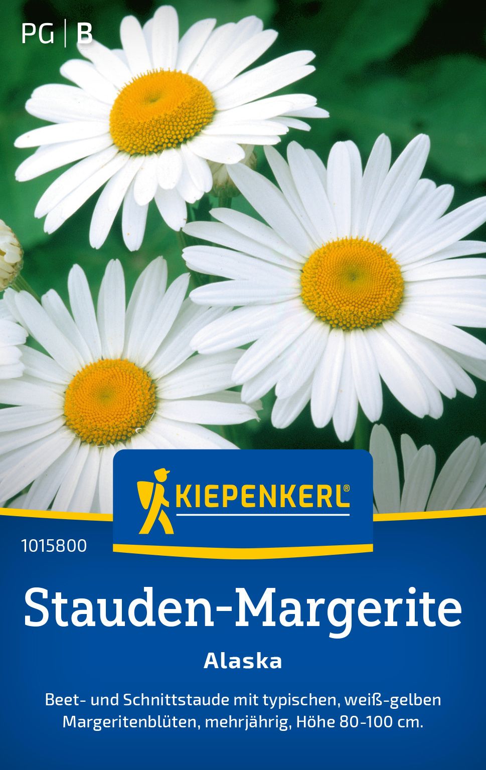 Stauden-Margerite Alaska PG-B Gänseblümchen, Blume, Pflanze, Werbung, Plakat