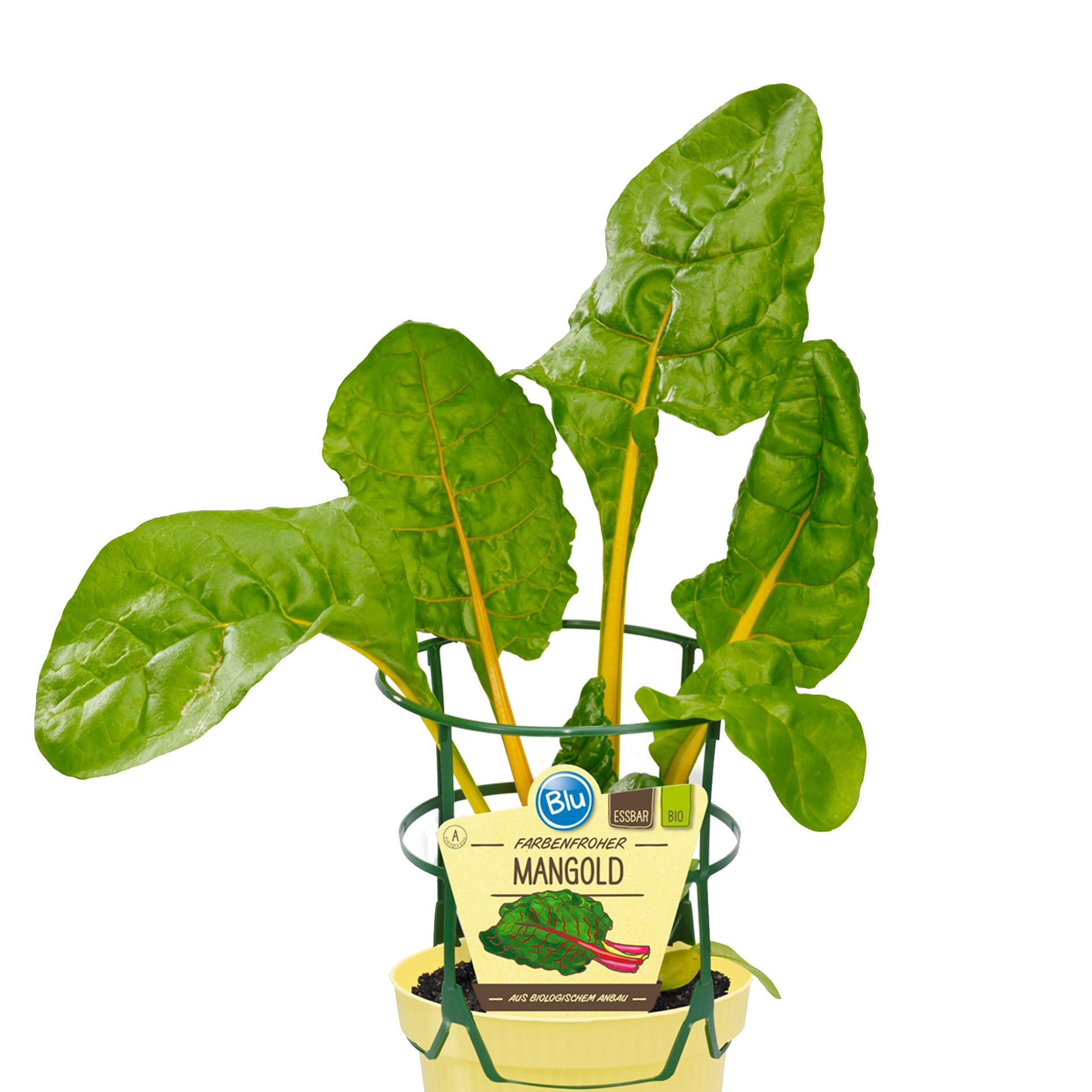 BIO Mangold - Beta vulgaris, 12cm Topf BIO Mangold - Beta vulgaris, 12cm Topf