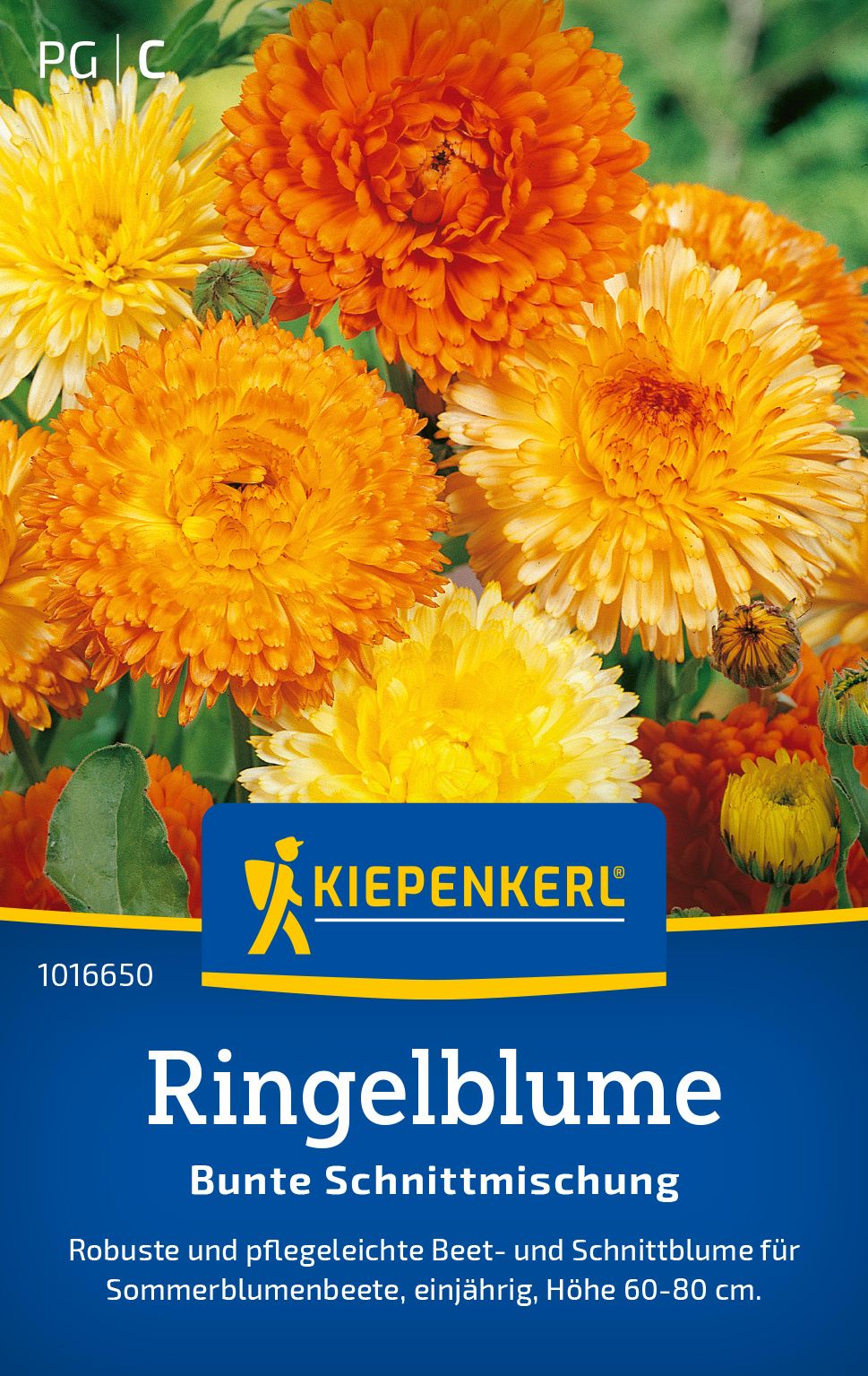 Ringelblume Bunte Schnittmischung Werbung, Plakat, Kräuter, Blume, Blütenblatt