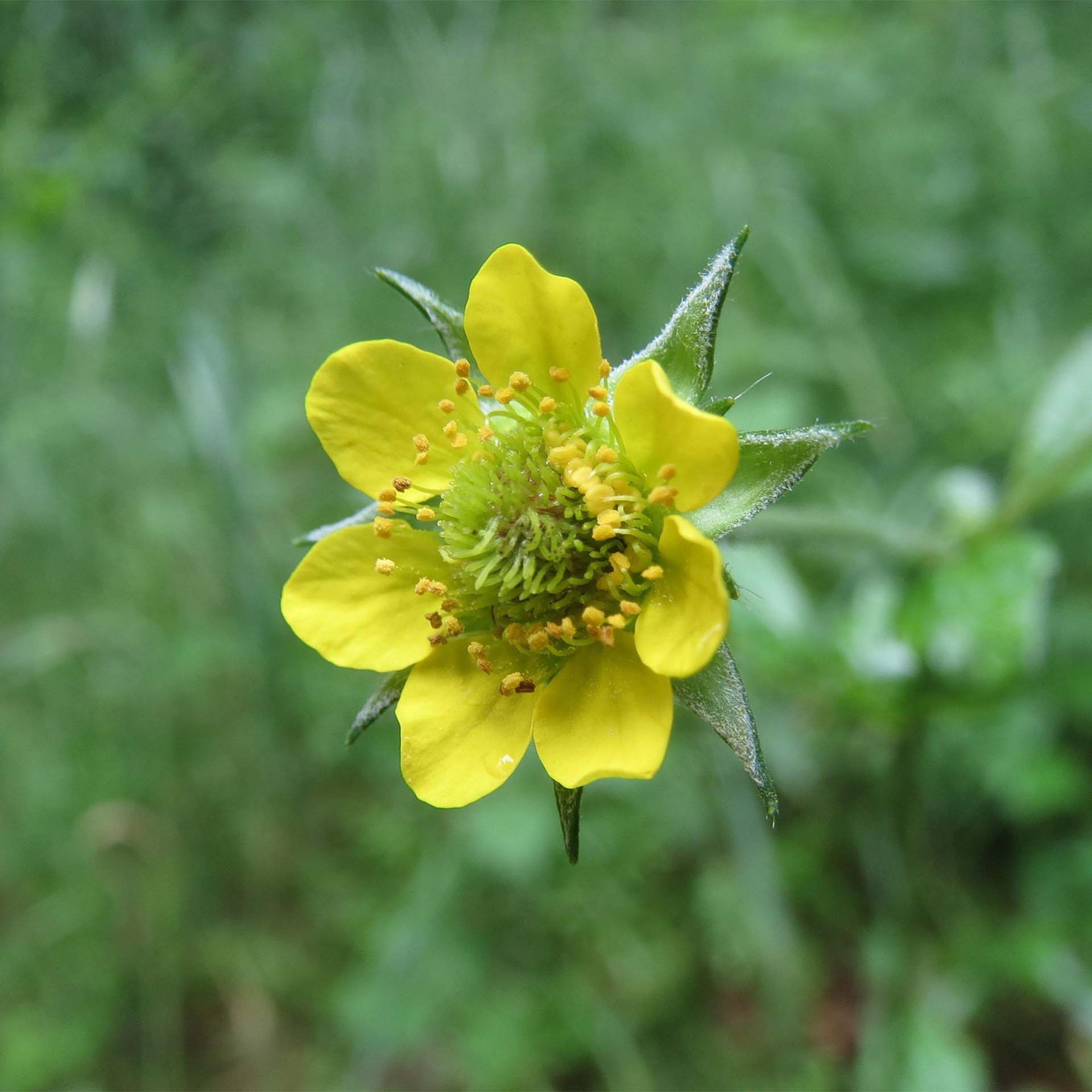 gelbblume, Wildblume, grüner Hintergrund, Staubgefäße, Blütenblätter