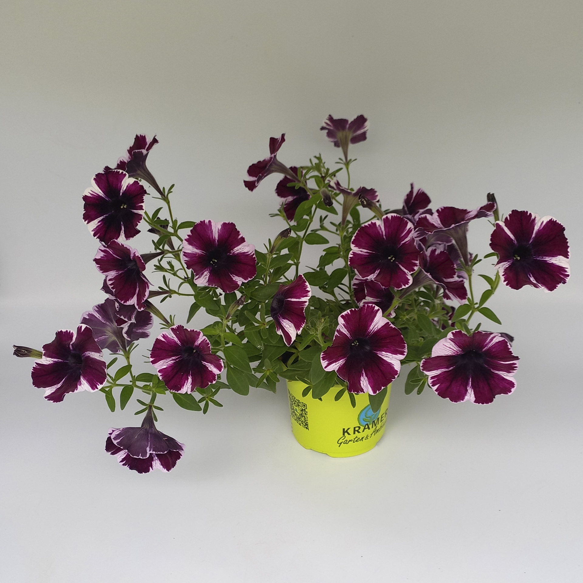 Petunie Sweetunia Miss Marvelous Pflanztopf mit blühender Petunie Miss Marvelous