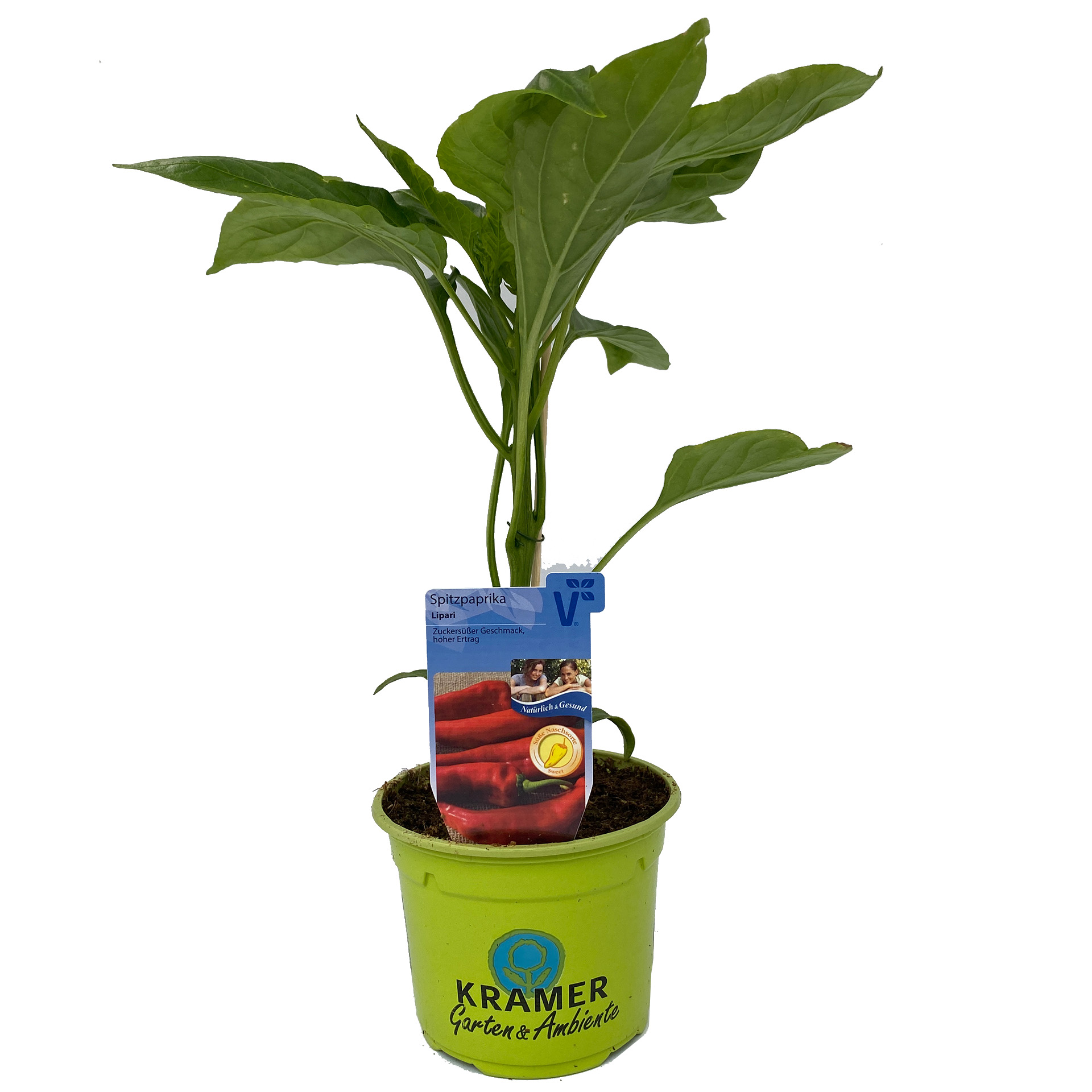 Pflanztopf mit Spitzpaprika Lipari und Pflanzenstecker