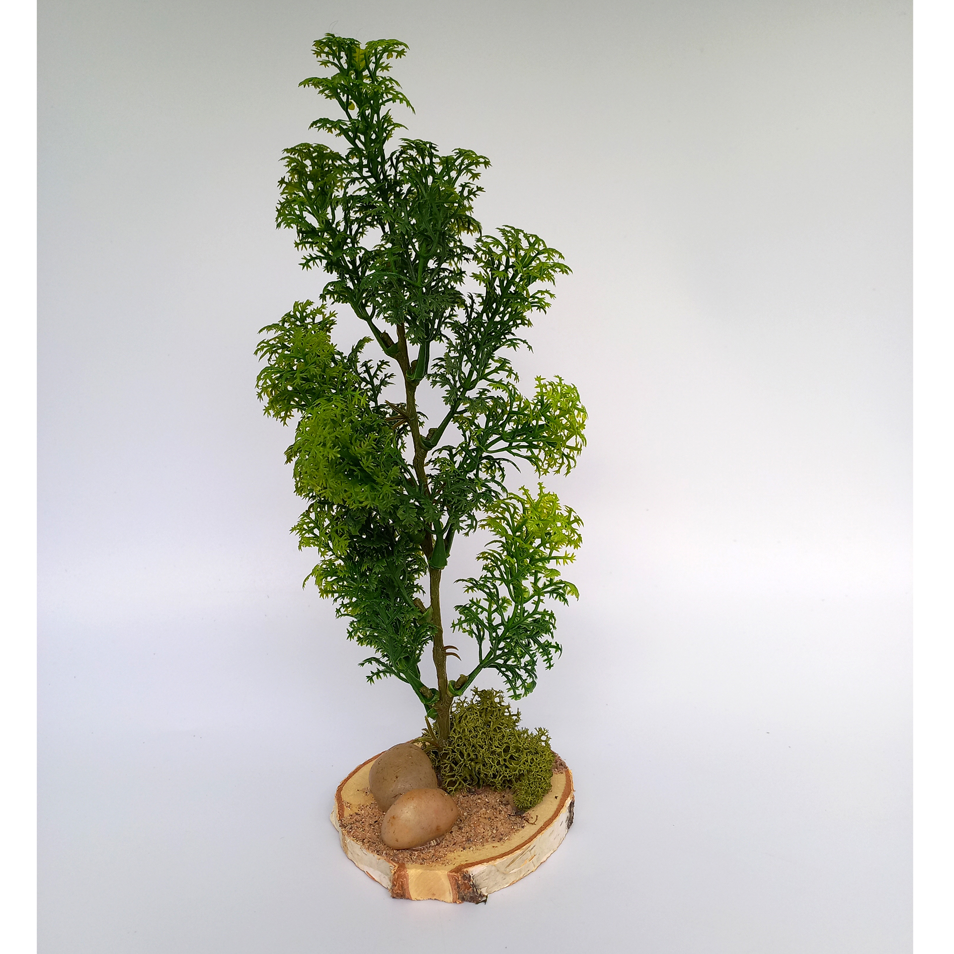 Baum Myriophyllum Krippenbotanik