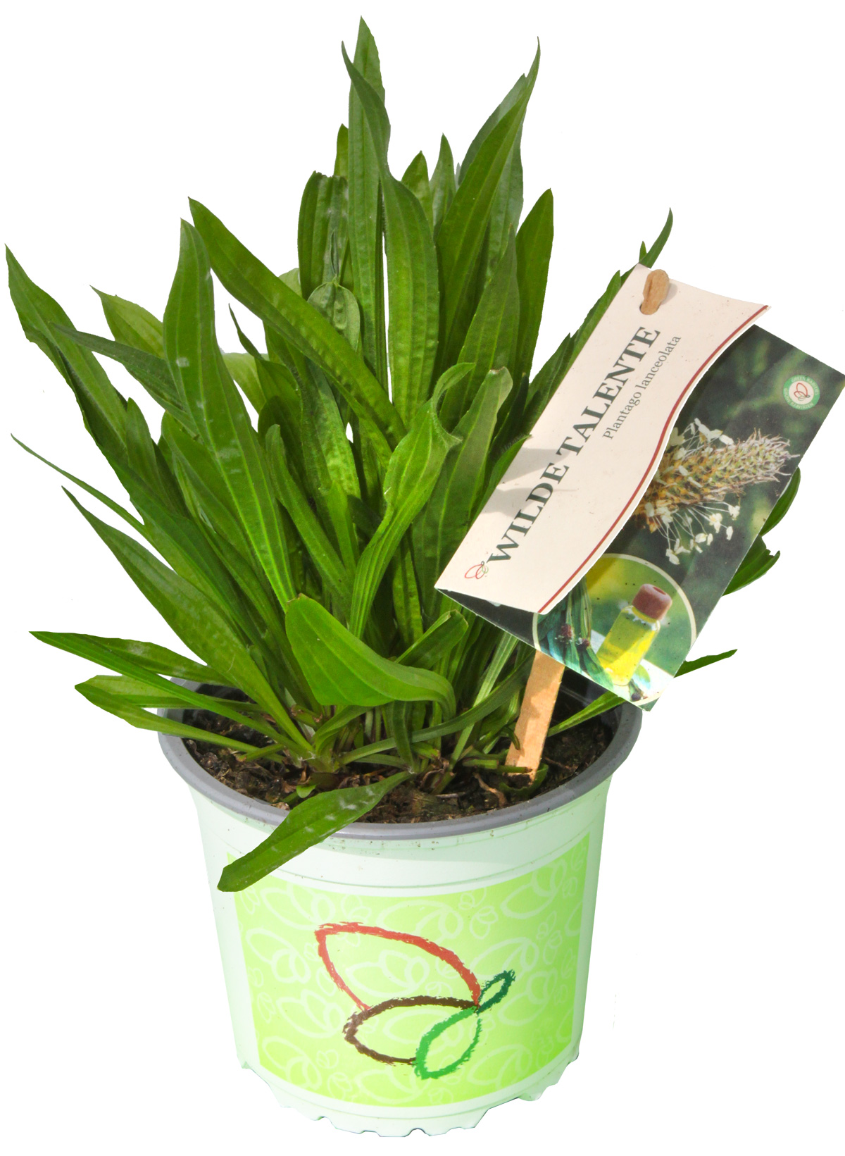 Schnittlauch, Topfpflanze, Küchenpflanze, Pflanzenset, Grünes Blattwerk