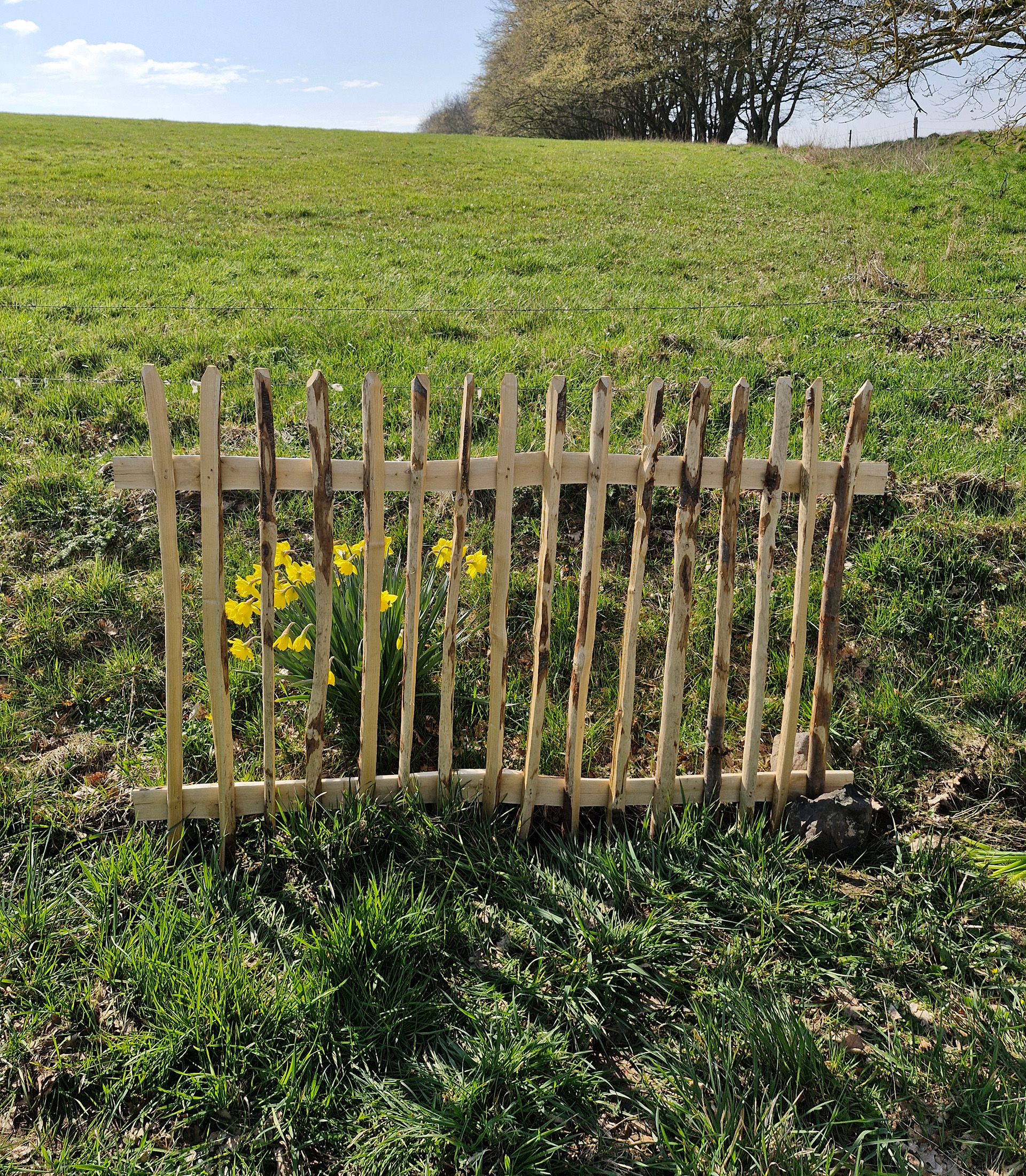 holzzaun, gartenzaun, blumen, gelb, holzstaketenzaun