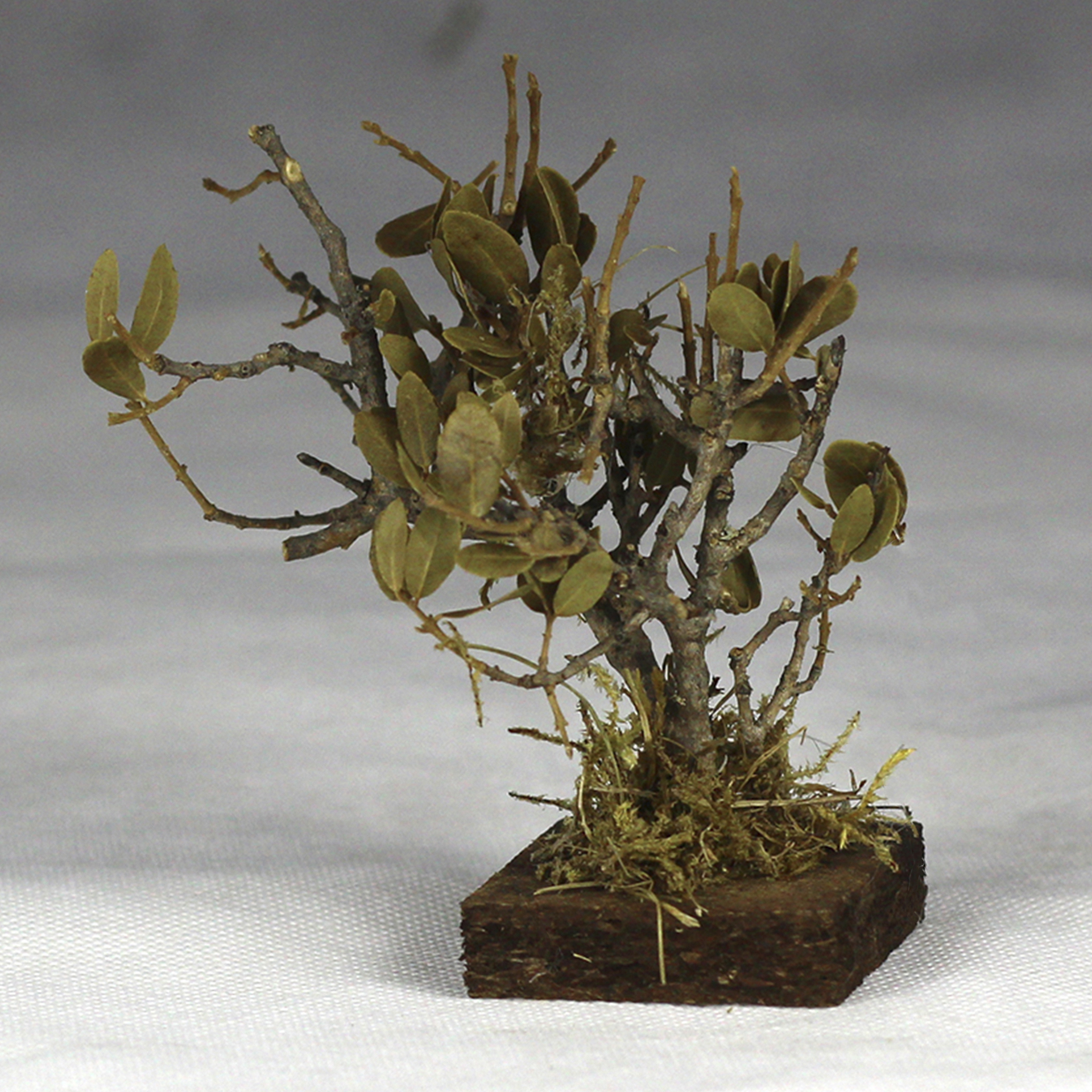 Bäumchen mit Blättern 8cm als Krippenbotanik für eine lebendige Krippenlandschaft