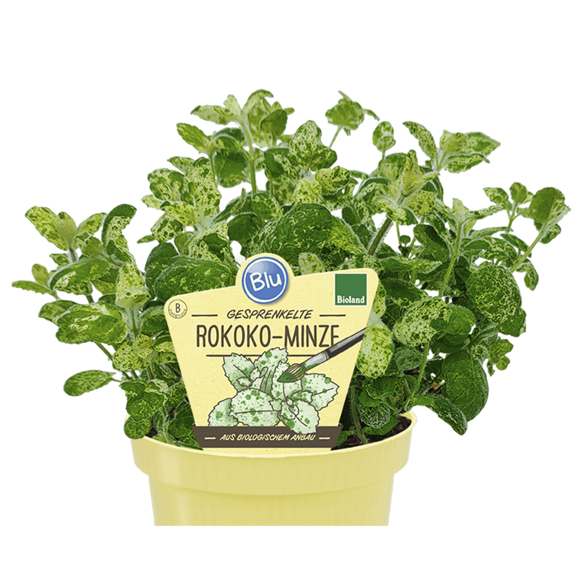 BIO Rokoko-Minze - Mentha suaveolens calixte, 12cm Topf
