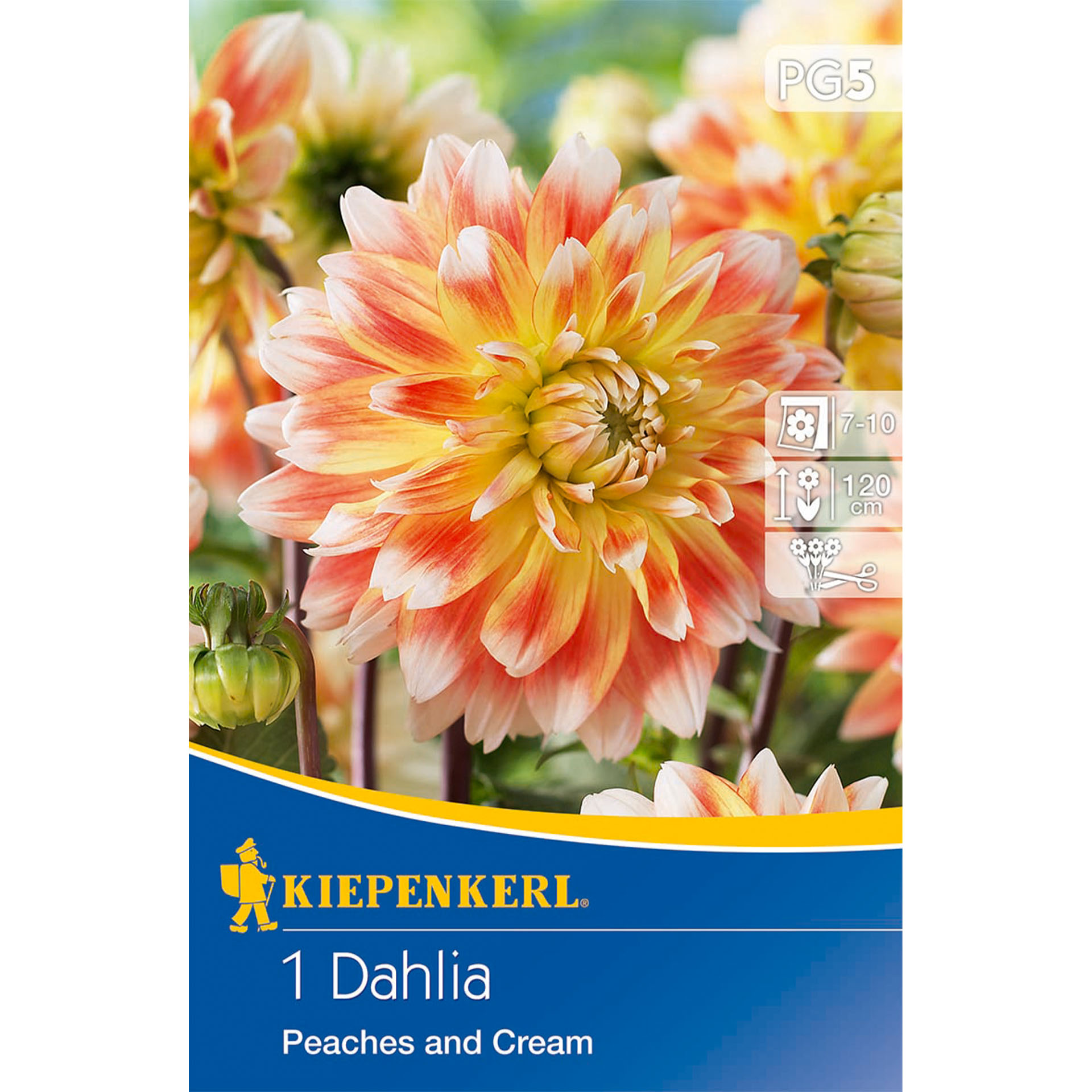Dekorative Dahlie 'Peaches and Cream', Blumenzwiebeln Dahlie, Blume, Pflanze