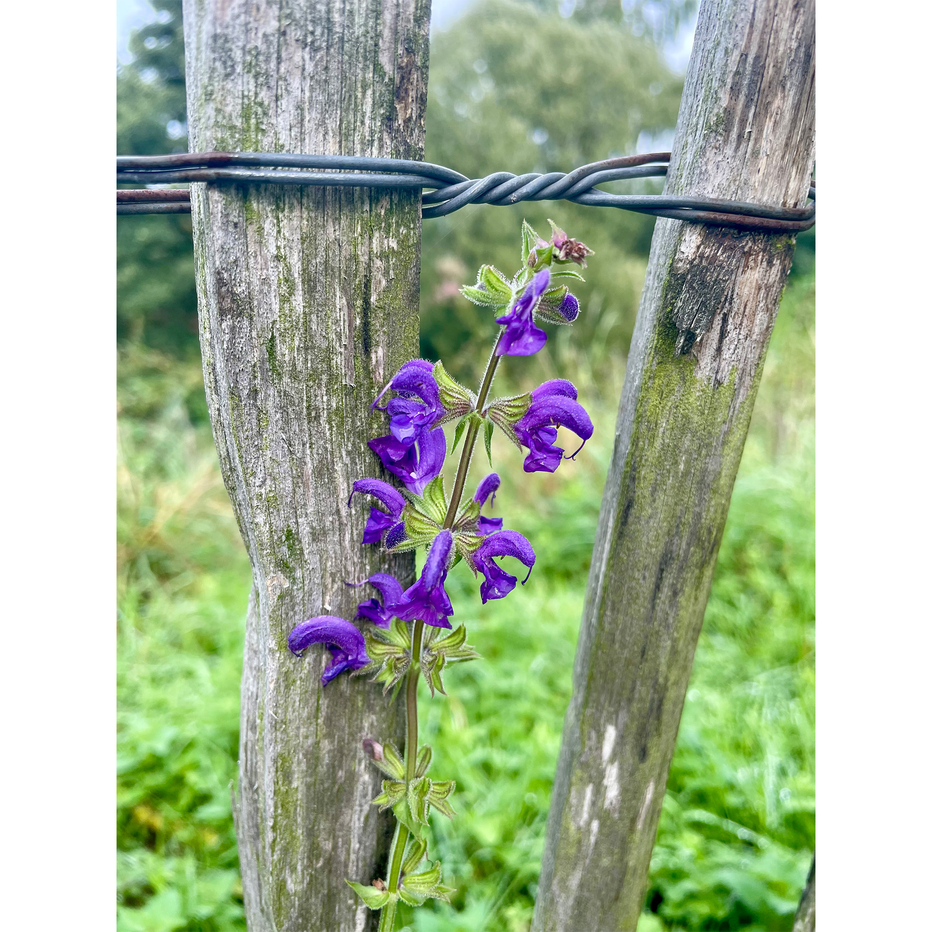 einzelner stängel mit blüten, am Holzzaun, , Purpur, Blume, Pflanze, Geranie