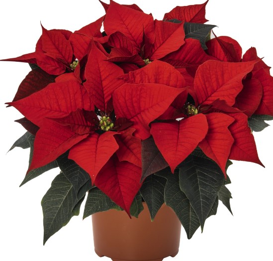 Weihnachtsstern 'Christmas Time' midi