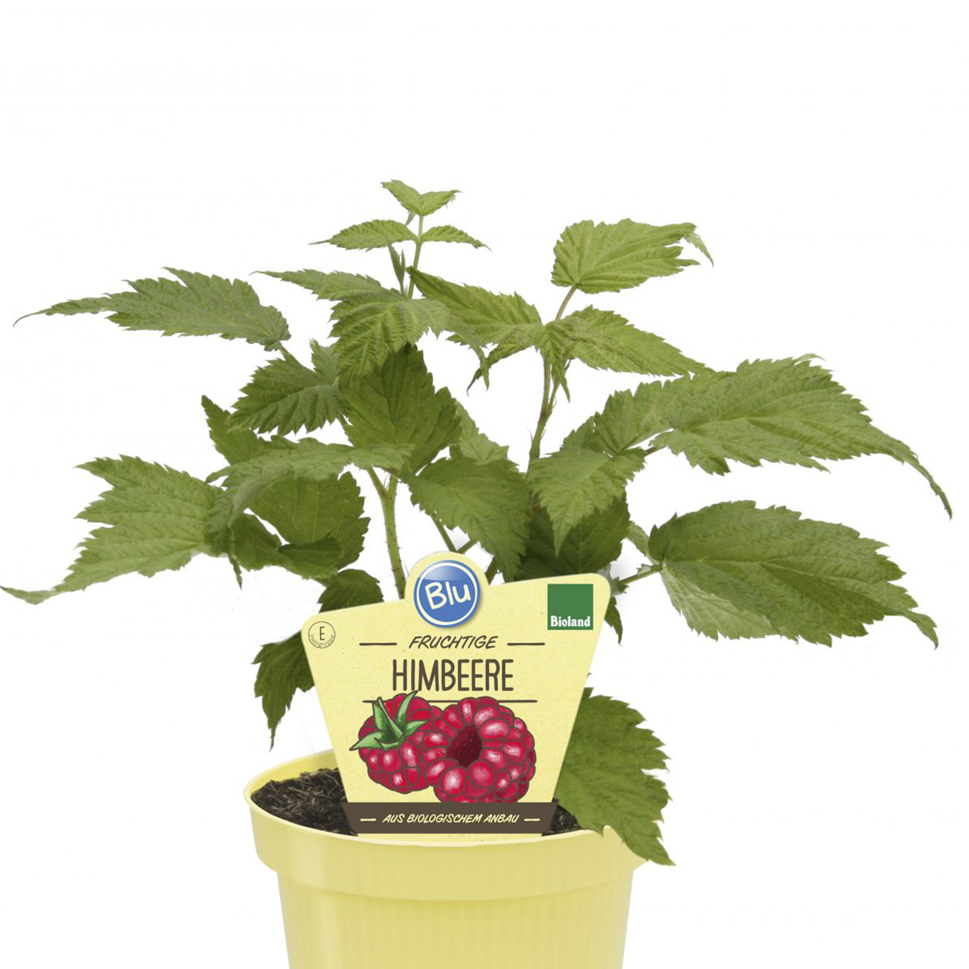 BIO Himbeere - Rubus Idaeus 'Little Sweet Sister', 12cm Topf