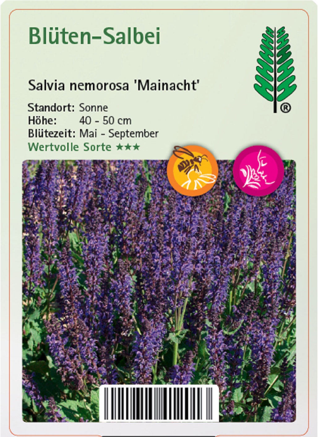 Blüten-Salbei - Salvia nemorosa 'Mainacht', 11cm Topf