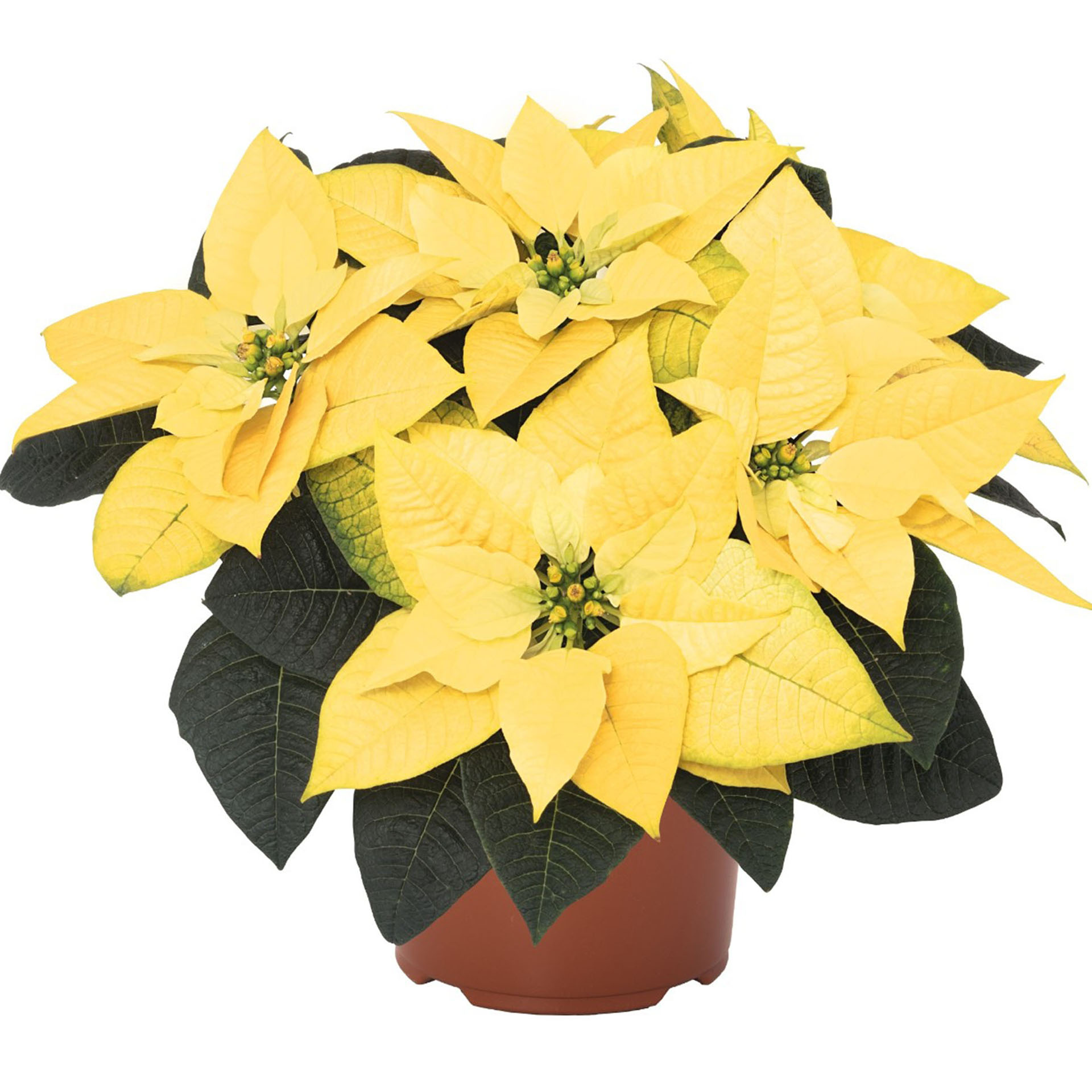 Weihnachtsstern 'Golden Glo' Premium