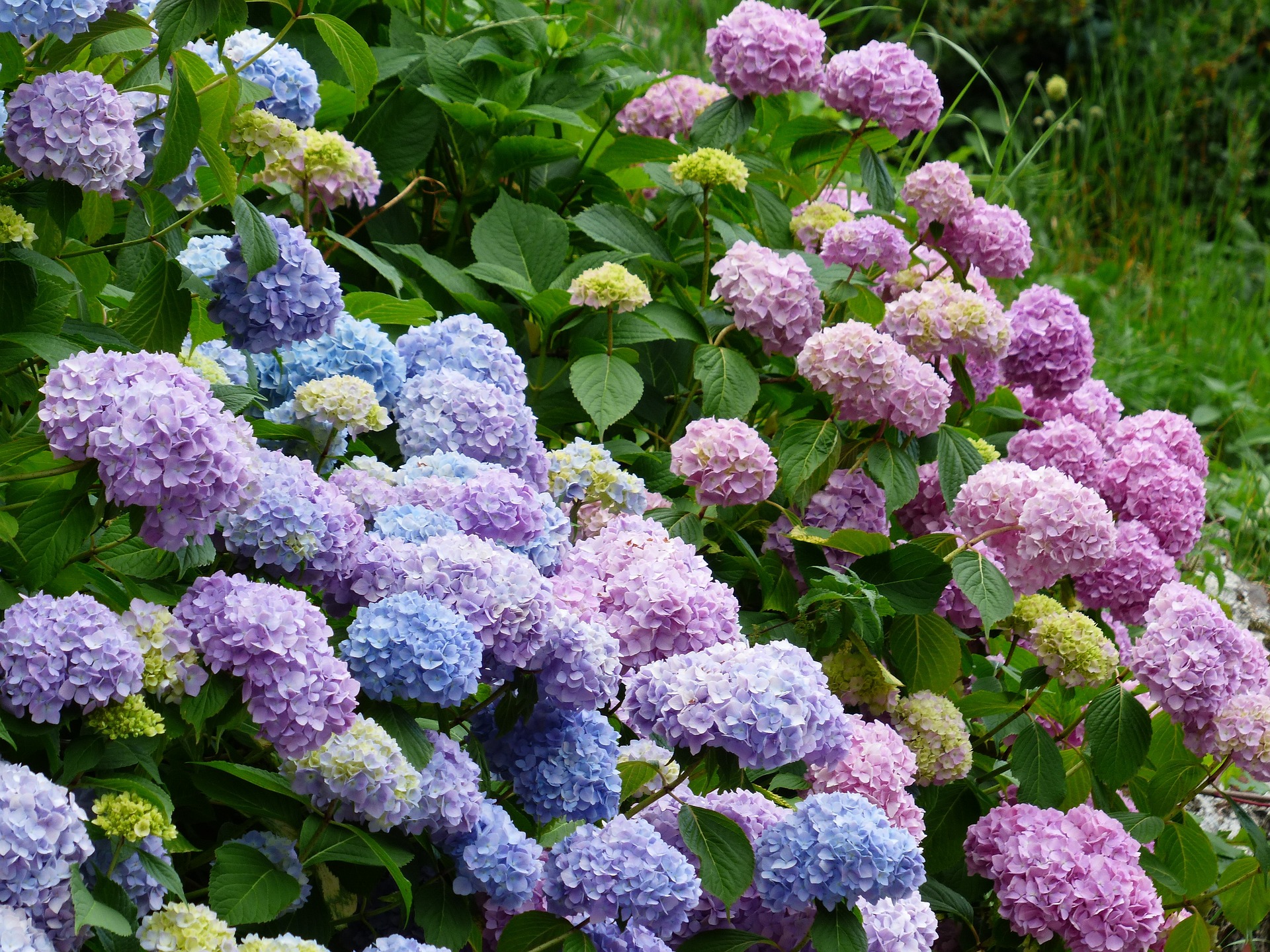 hortensie-sommerblume-sträucher