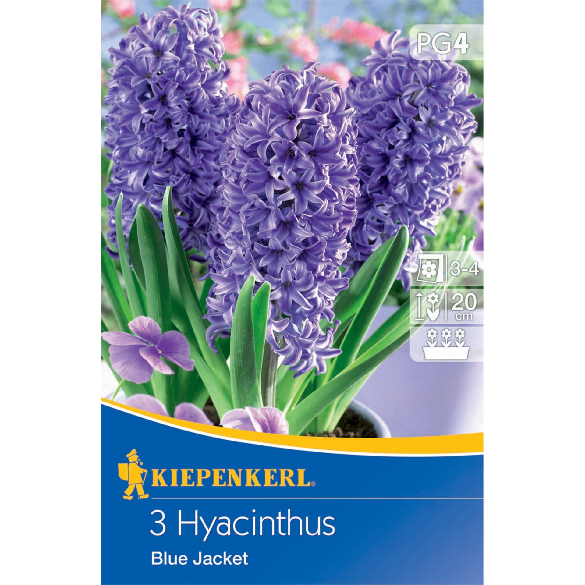 Hyacinthus "Blue Jacket" Hyacinthus "Blue Jacket"