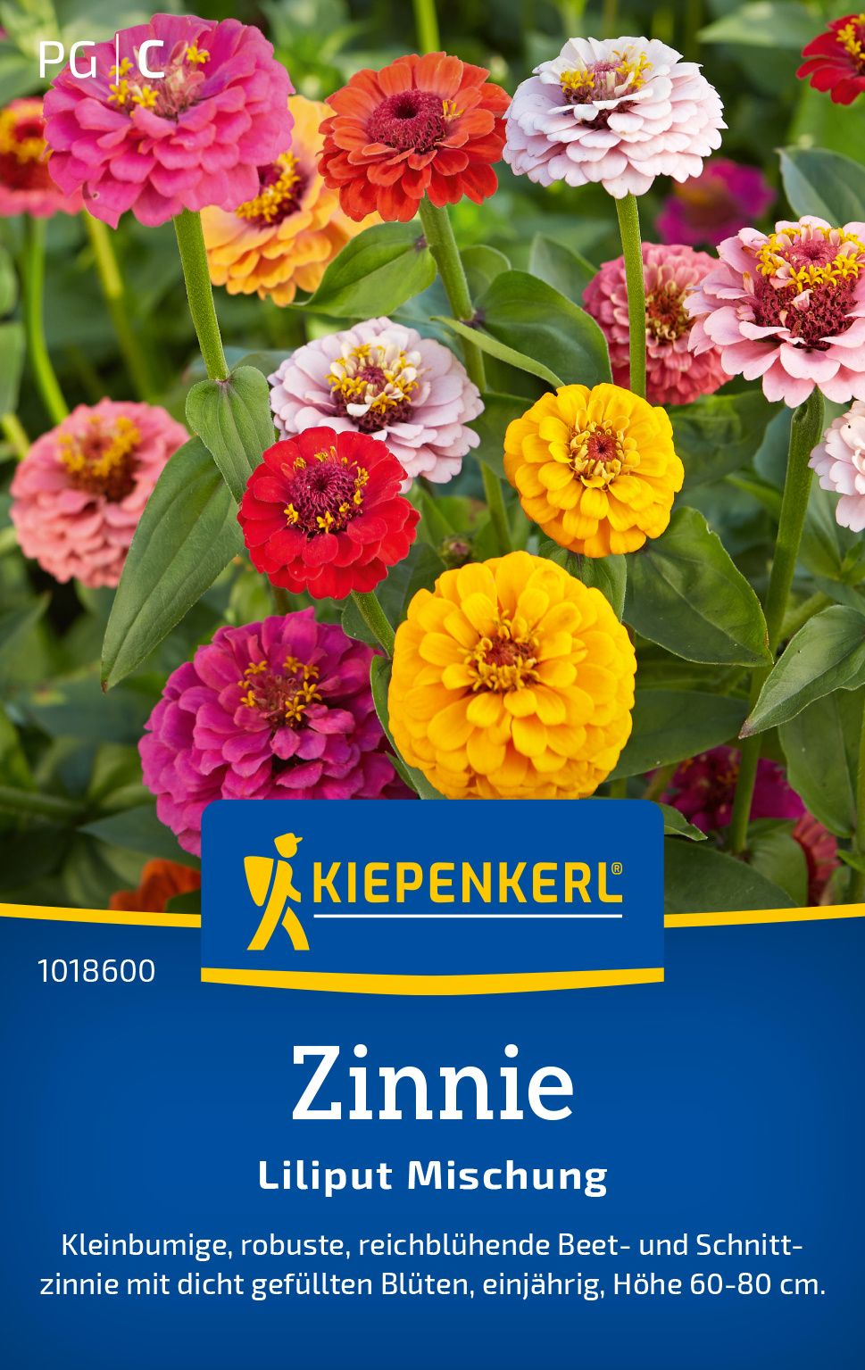 Zinnie Liliput Mischung PG-C Werbung, Plakat, Blume, Pflanze, Rose