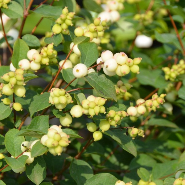 Knallerbsenstrauch/ Symphoricapus galaxy