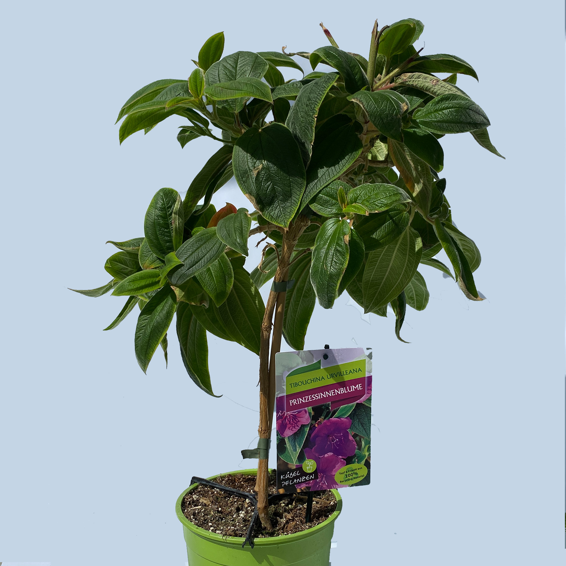 Prinzessinnenstrauch   - Tibouchina urvilleana, 19cm Topf