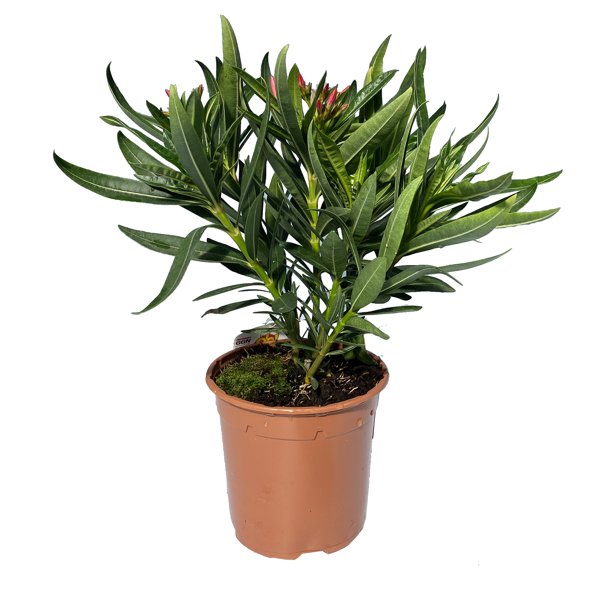 Oleander Oleander