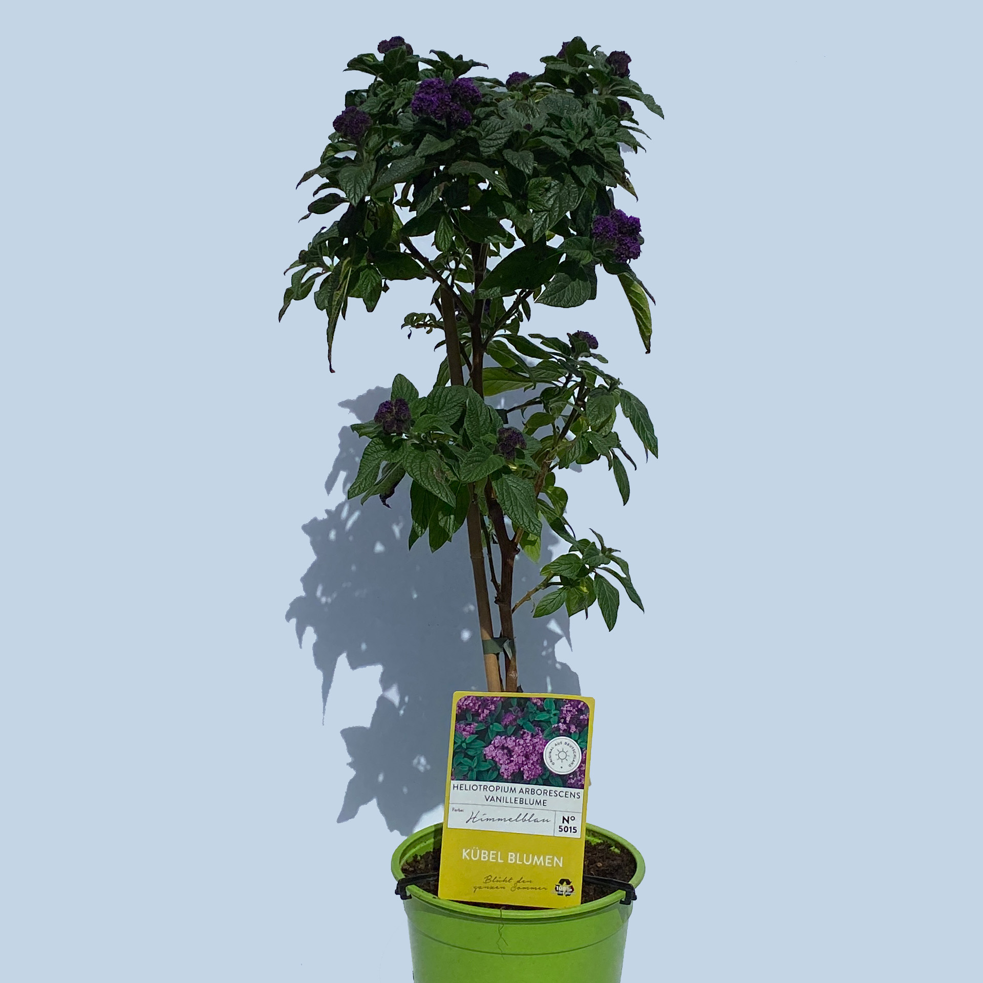 Vanilleblume Stamm - Heliotropium arborescens, 19m Topf Vanilleblume Stamm - Heliotropium arborescens, 19m Topf