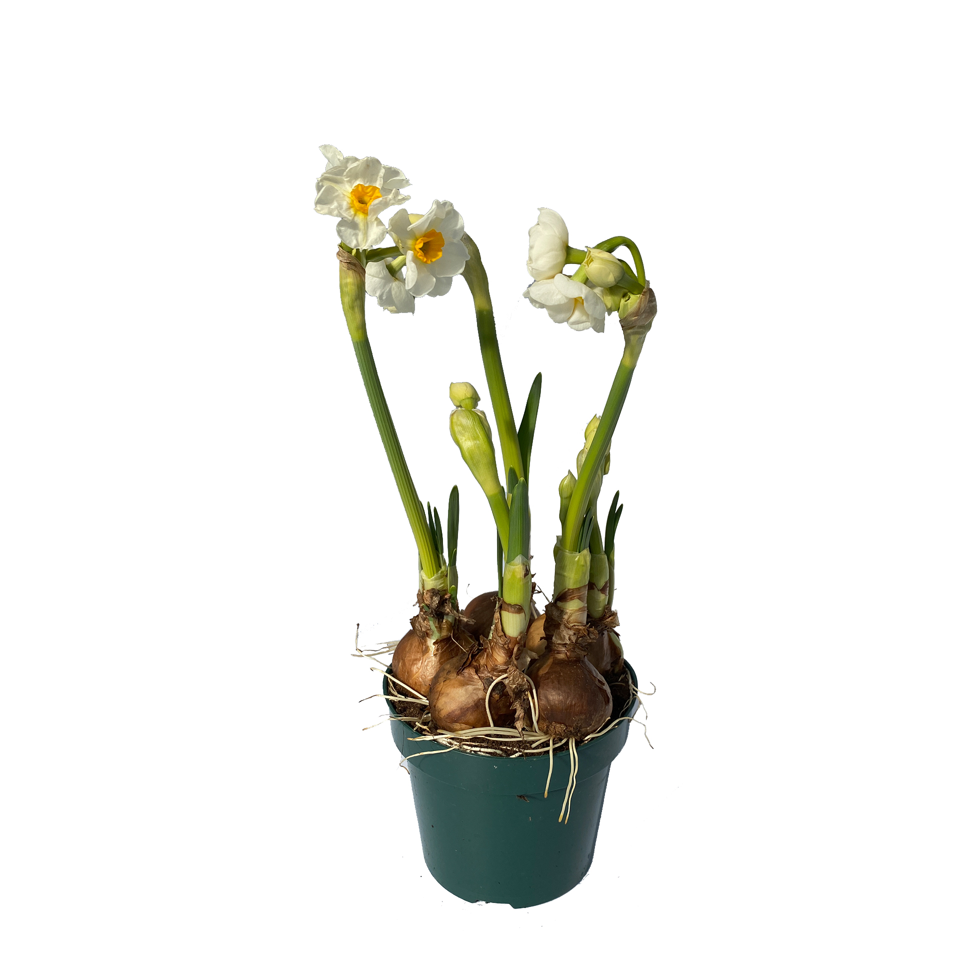 Narzisse Bridal - Narcissus pseudonarcissus, 12cm Topf Narzisse Bridal - Narcissus pseudonarcissus, 12cm Topf
