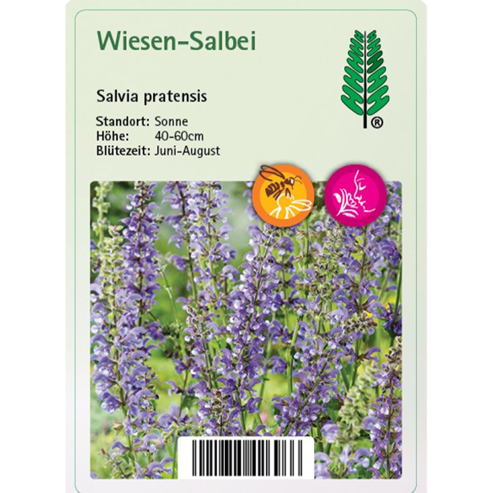 Pflanzstecker mit blauen blüten, kurzbeschreibung, Blume, Lavendel, Lupine, Kräuterig, Purpur